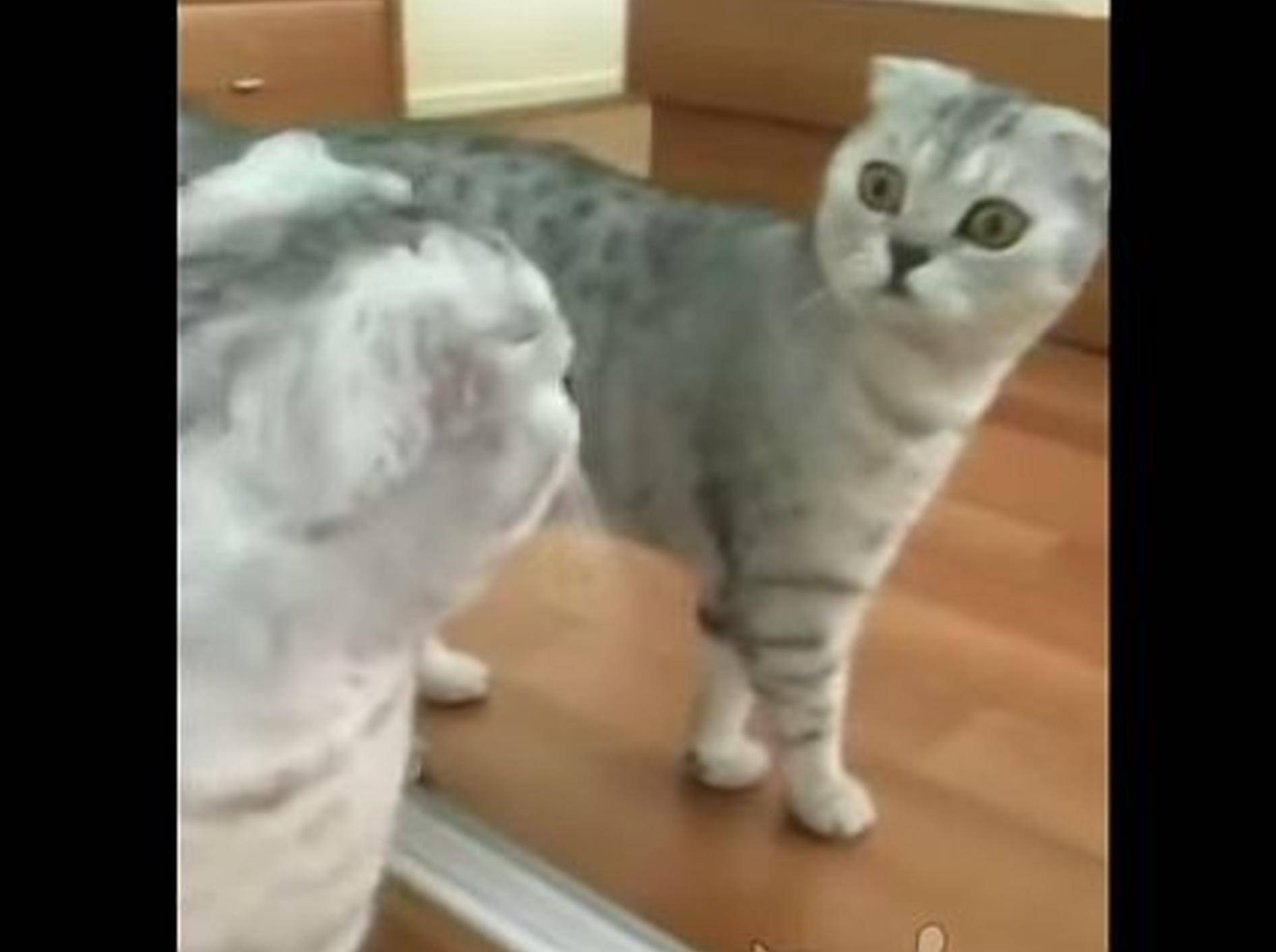 Katze vor dem Spiegel: "Das bin ja ich!" – Bild: Youtube / ignoramusky