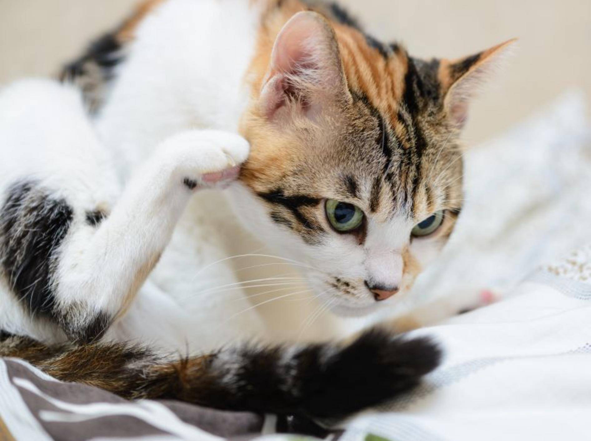 Katzen mit Milben werden meist von Juckreiz geplagt – Bild: Shutterstock / TungCheung