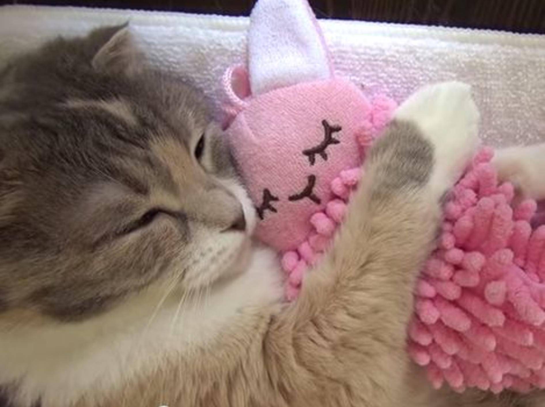 Wie süß: Katze umarmt ihr Lieblingsspielzeug – Bild: Youtube / ９Cats