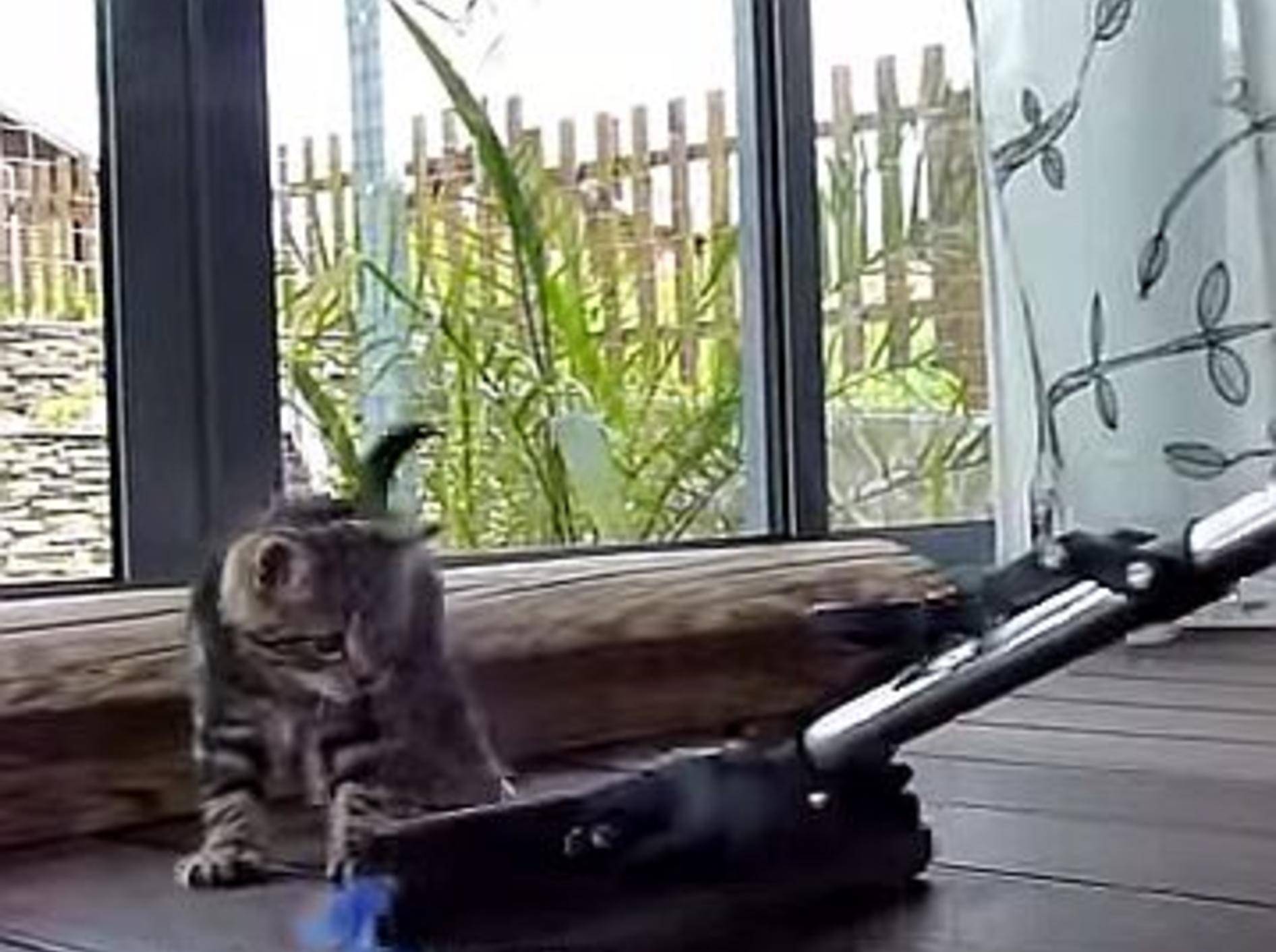 Katzenbaby spielt mit Wischmopp – Bild: Youtube / Funnycatsandnicefish
