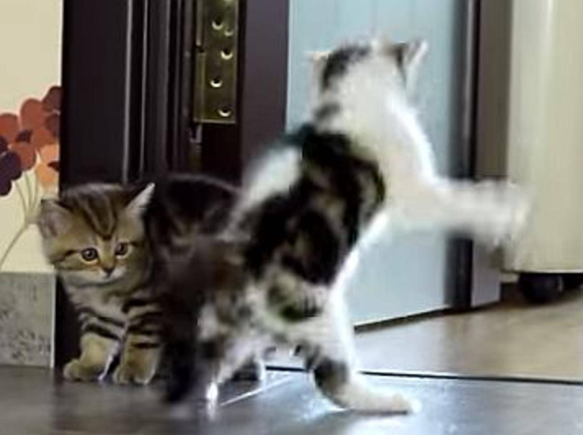 Kleine Katzen haben großen Spaß – Bild: Youtube / Funnycatsandnicefish