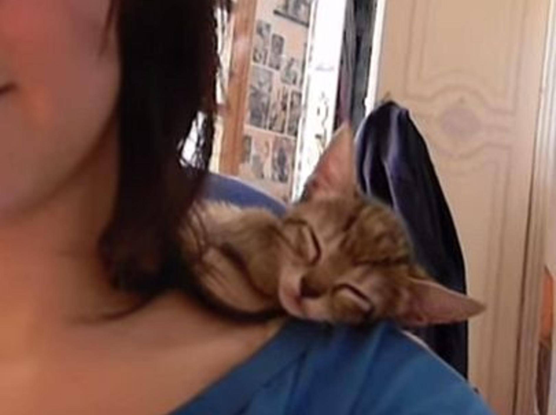 Katzenbaby Kiwi schläft auf der Schulter – Bild: Youtube / Sandra Hidalgo