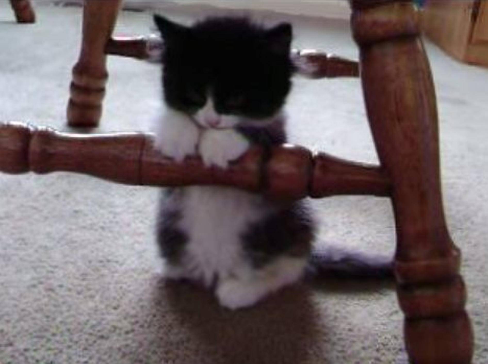 Katzenbaby Claire kann nicht mehr wach bleiben – Bild: Youtube / ramona911