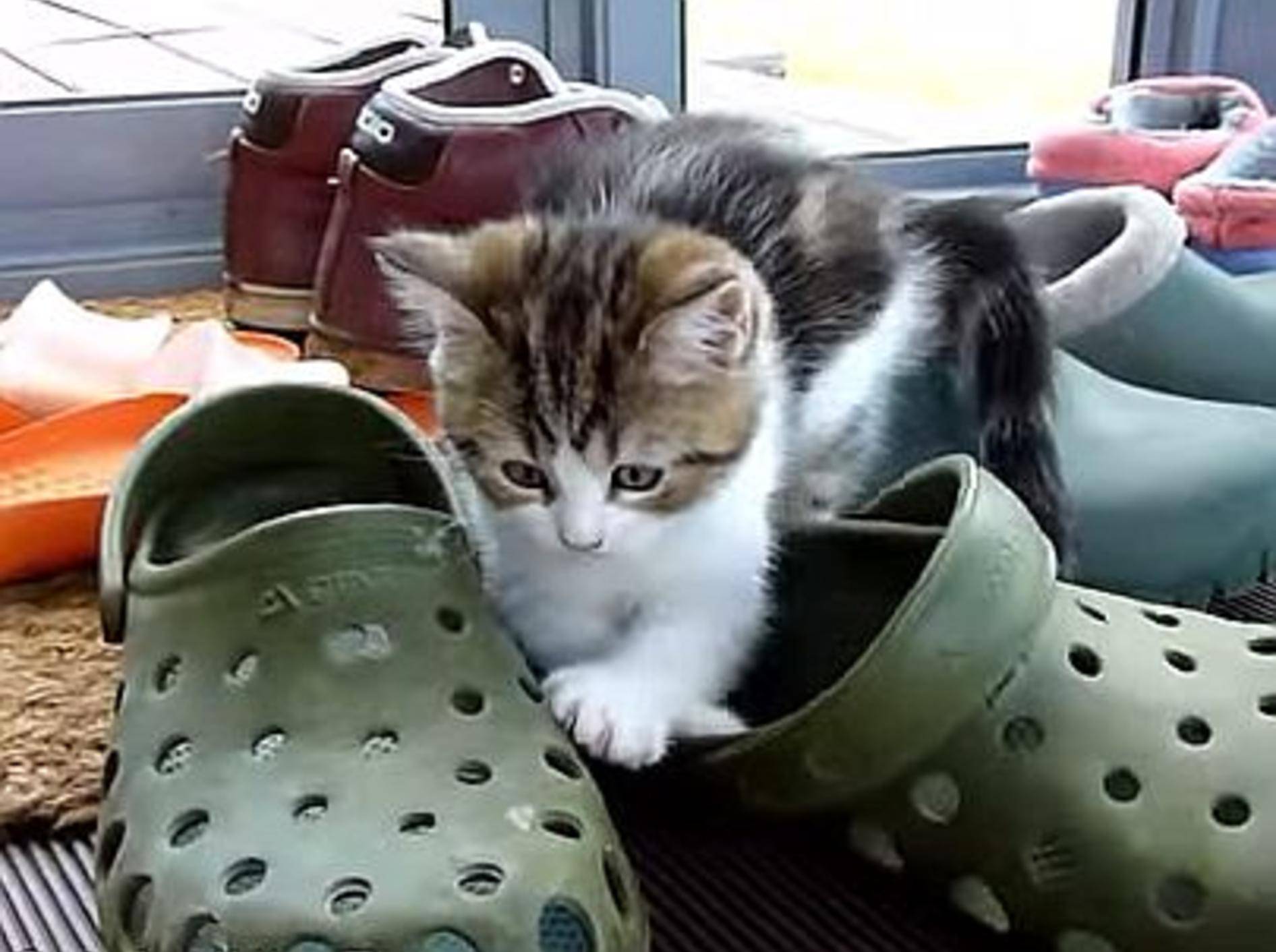 Katzenbaby im Schuh-Paradies – Bild: Youtube / Funnycatsandnicefish