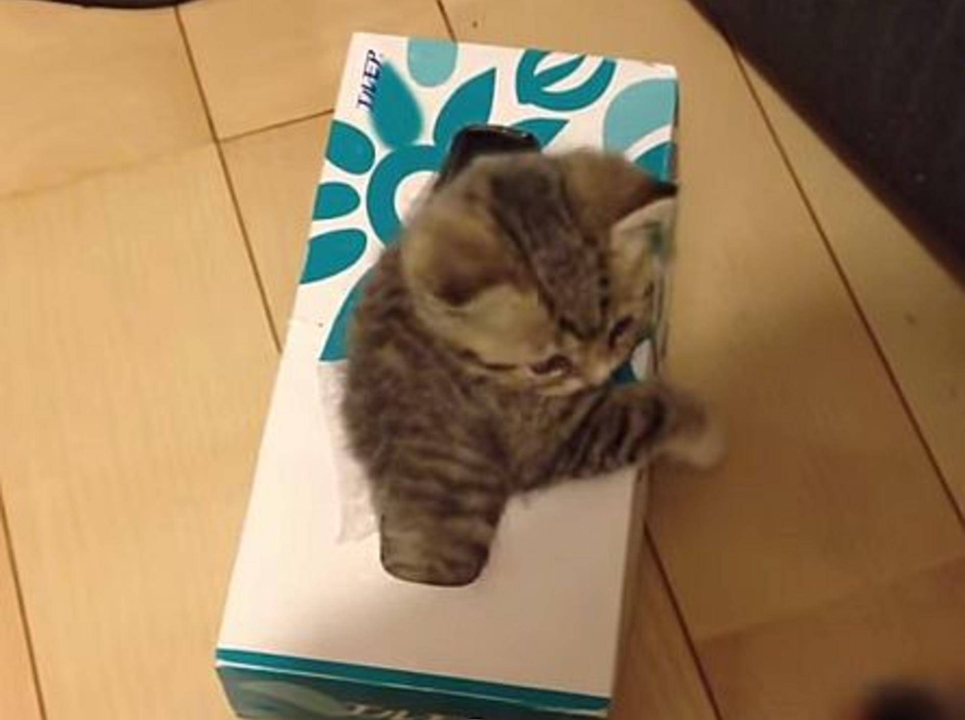 Taschentuchbox: Ein toller Katzenspielplatz! – Bild: Youtube / cat man