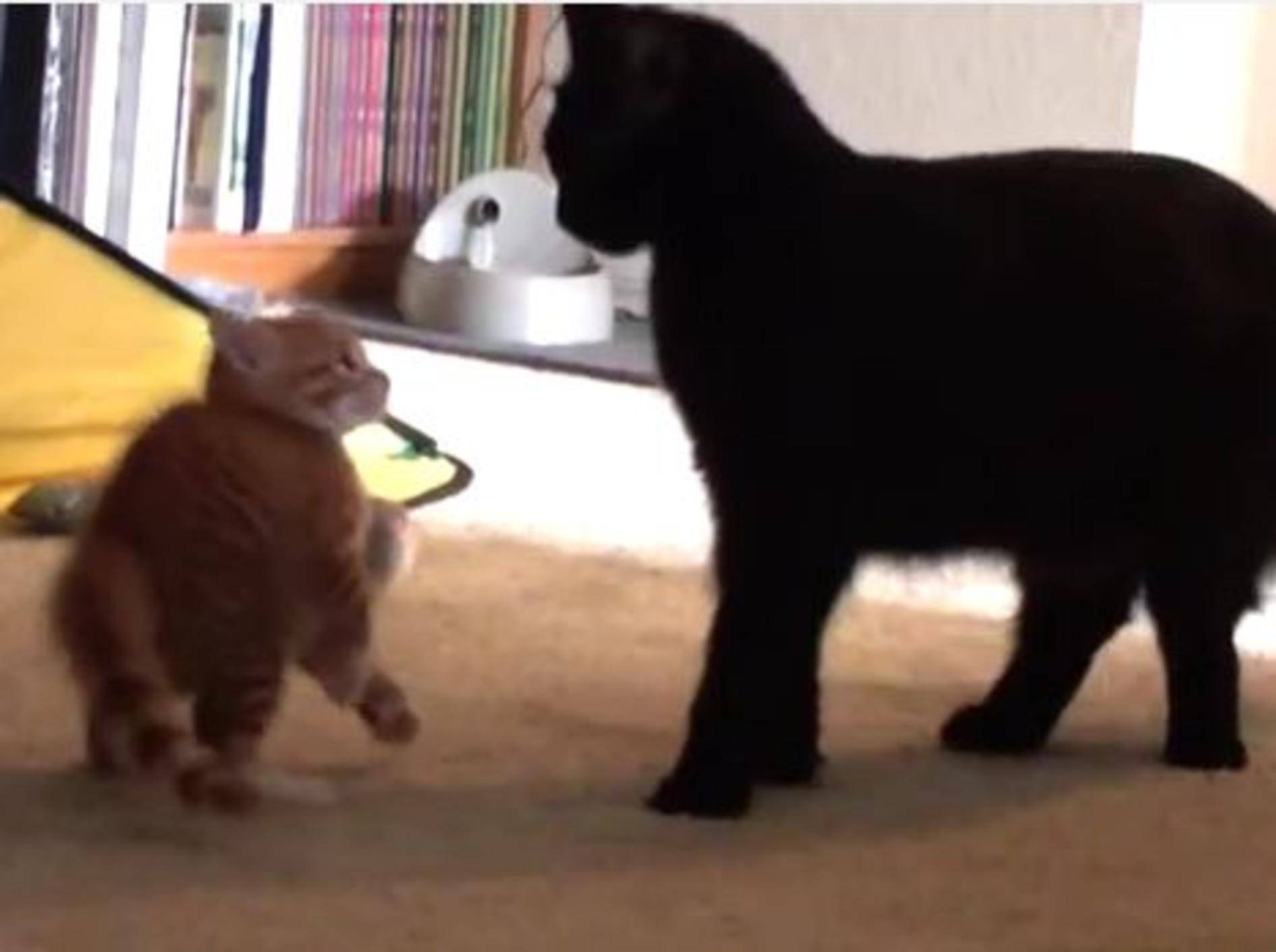Zwei Katzenbabys werden erwachsen – Bild: Youtube / Cole theBlackCat