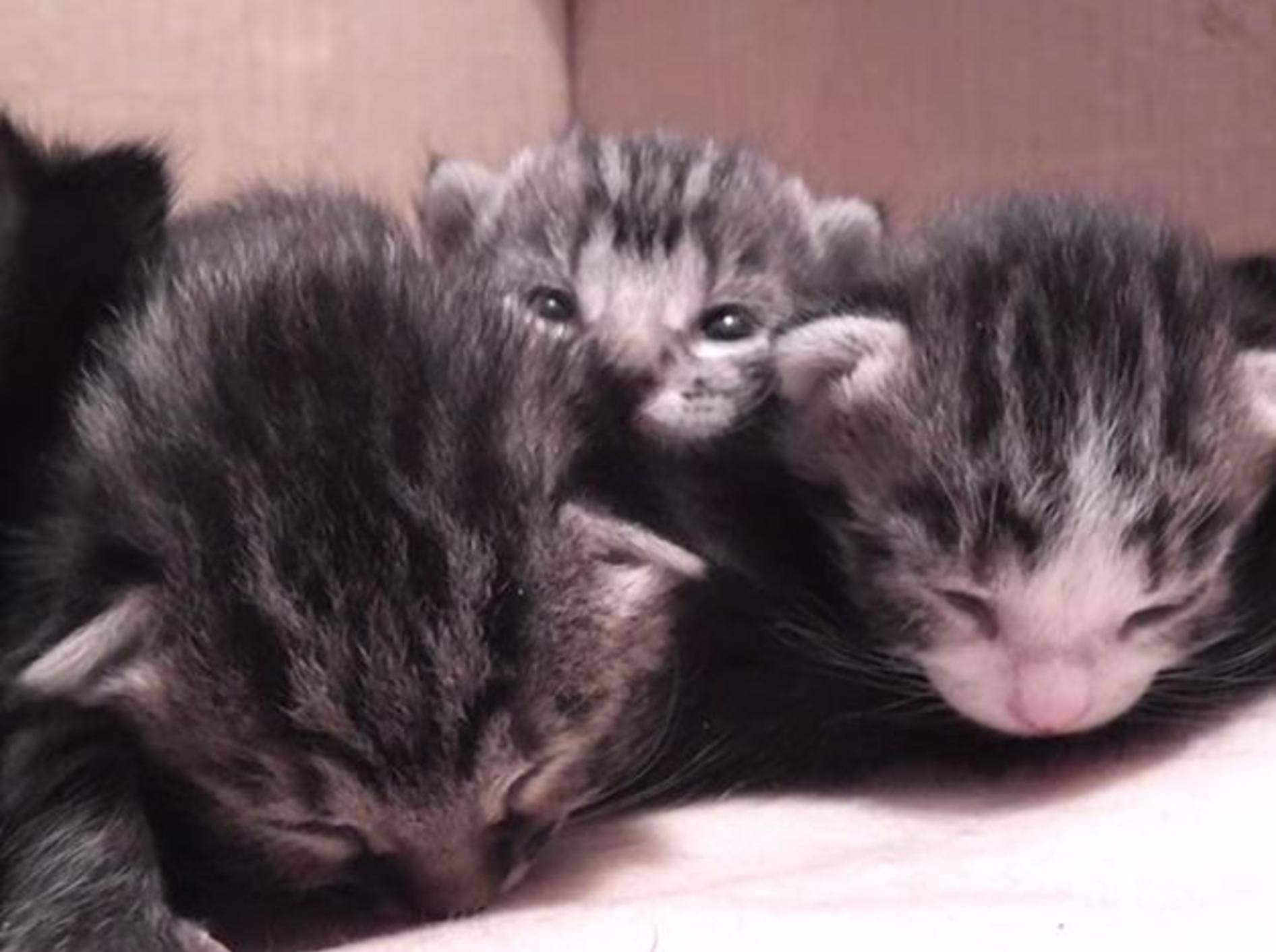 Schlafenszeit bei süßen Waisenkatzen – Bild: Youtube / DrNworb