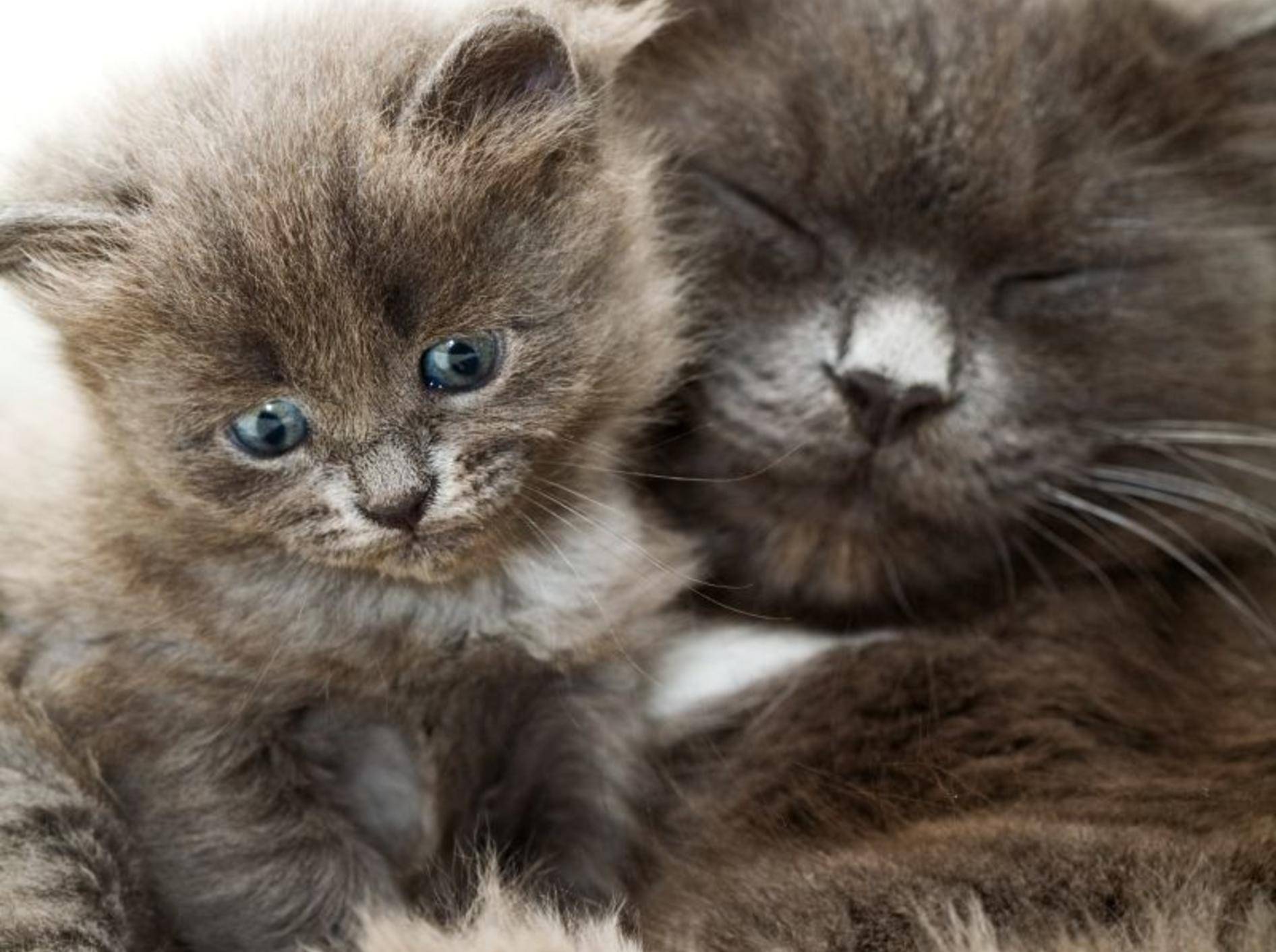Flauschig und kuschelig: Diese süße Katzenfamilie macht den Anfang – Bild: Shutterstock / Larisa Lofitskaya