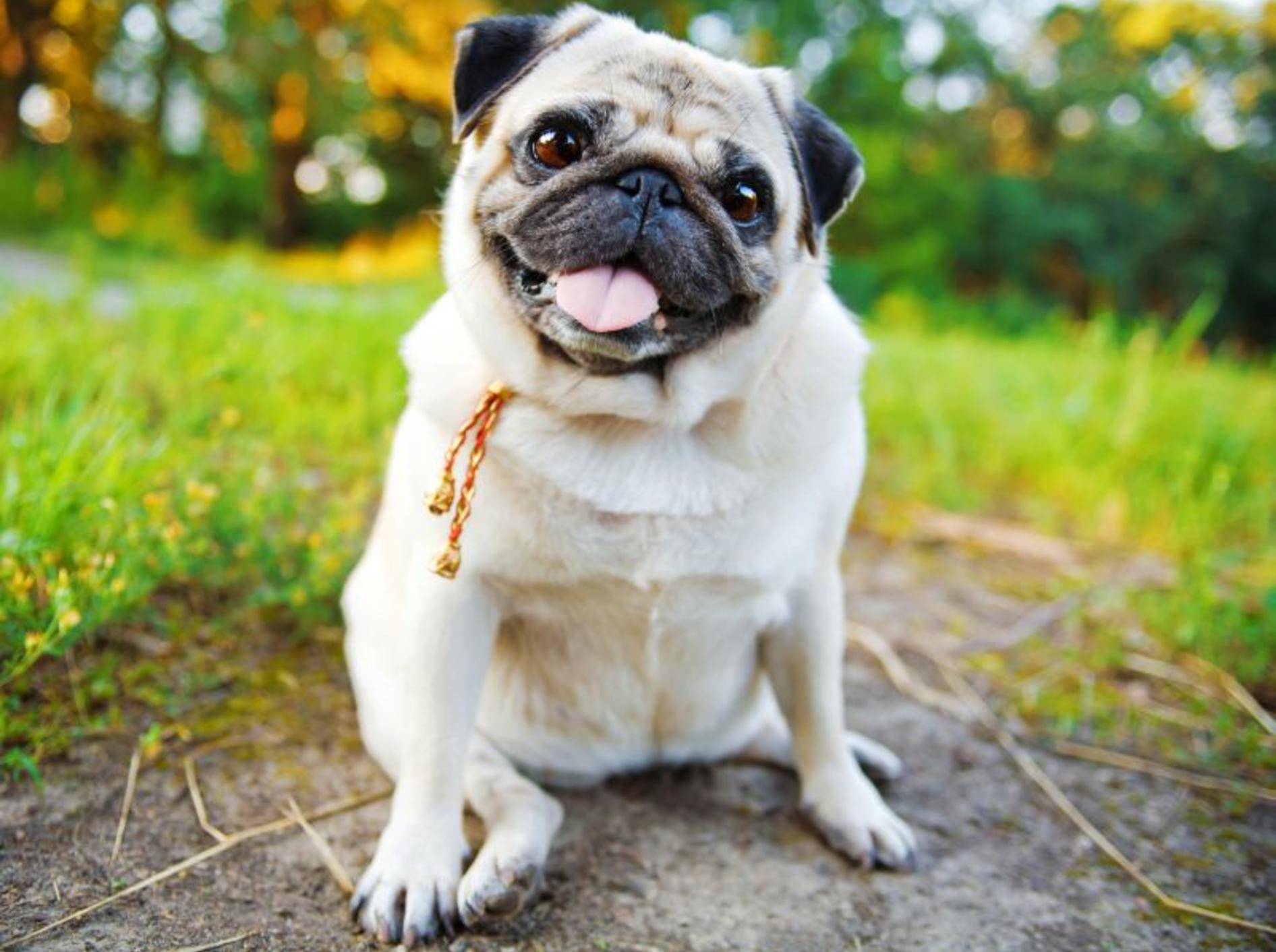 Wie erkennt man eigentlich, ob ein Hund wirklich Übergewicht hat? – Bild: Shutterstock / Olena Savytska