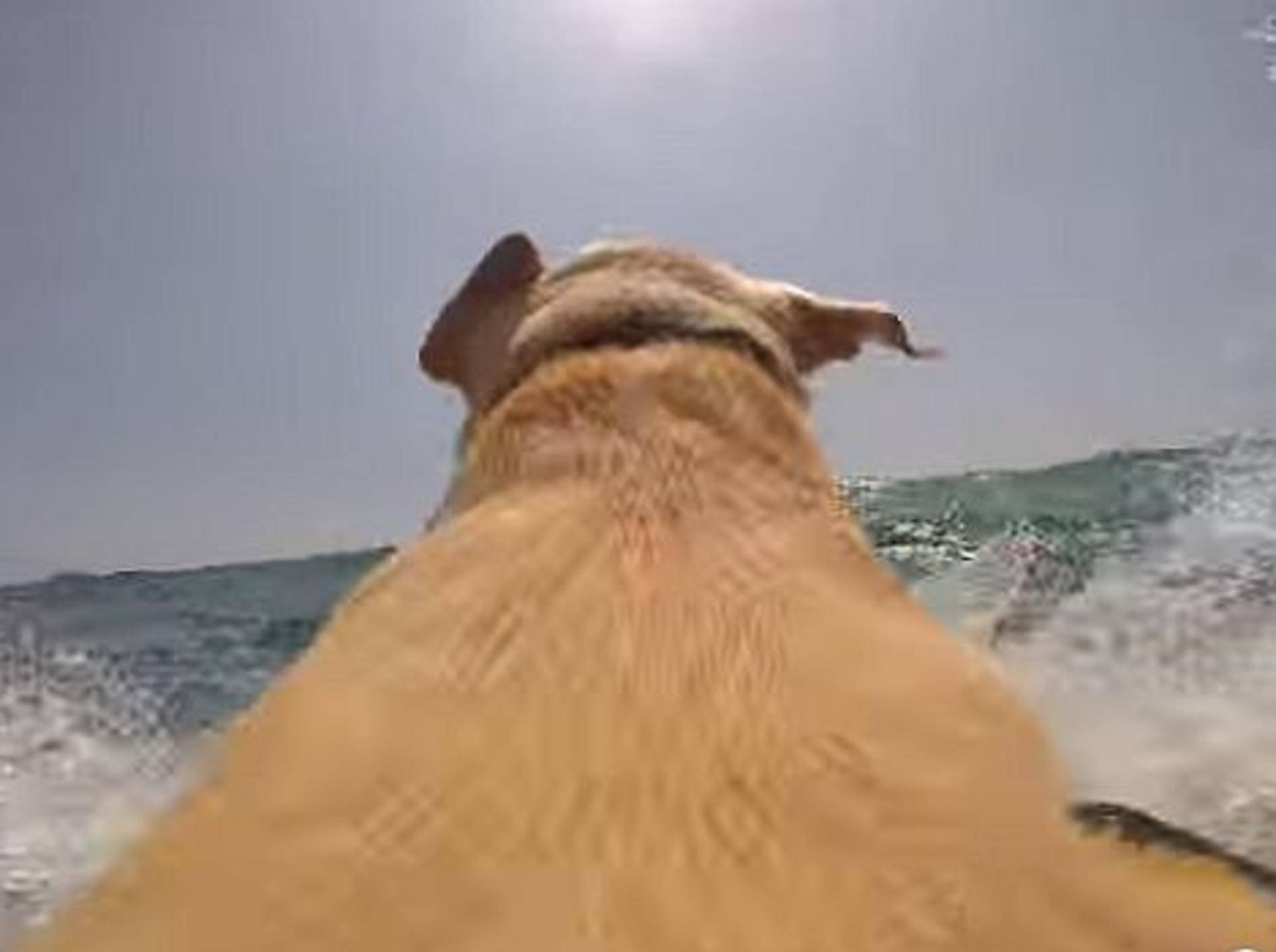 Labrador Walter liebt das Meer – Bild: Youtube / sciu89