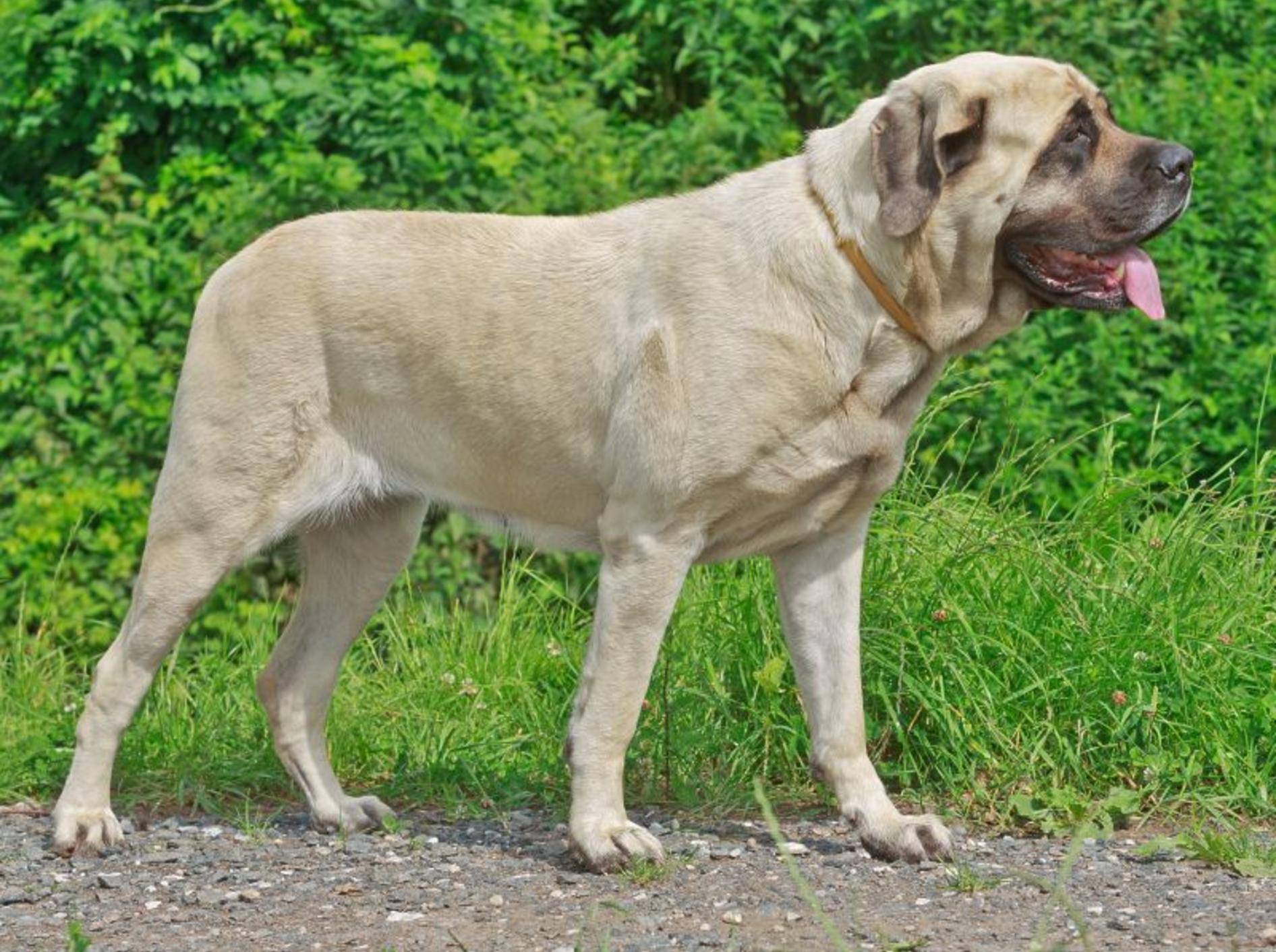Der Mastiff ist ein Hund, den so schnell nichts aus der Fassung bringt – Bild: Shutterstock / Michal Ninger