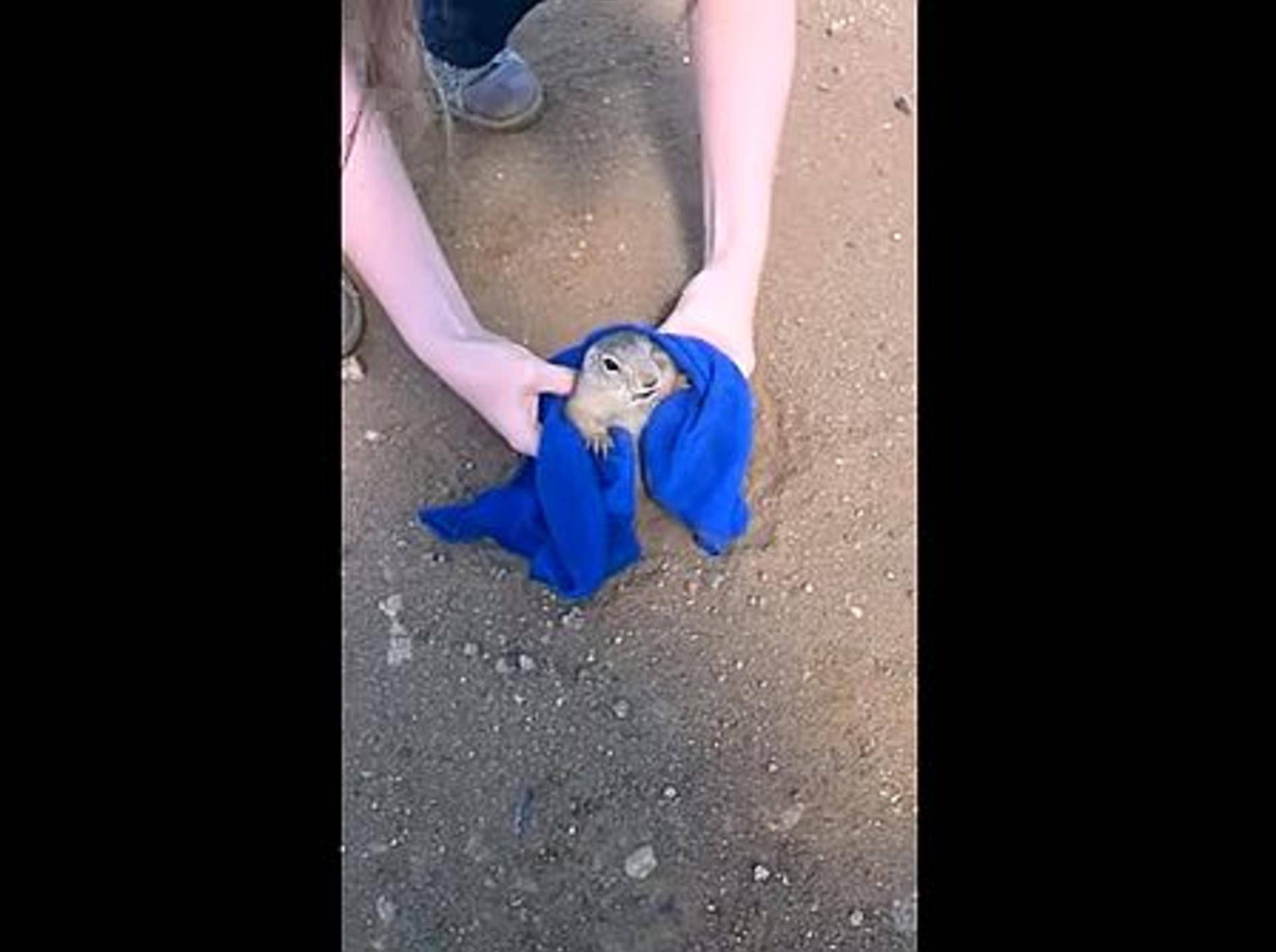Paar rettet einen Präriehund – Bild: Youtube / PsihAL