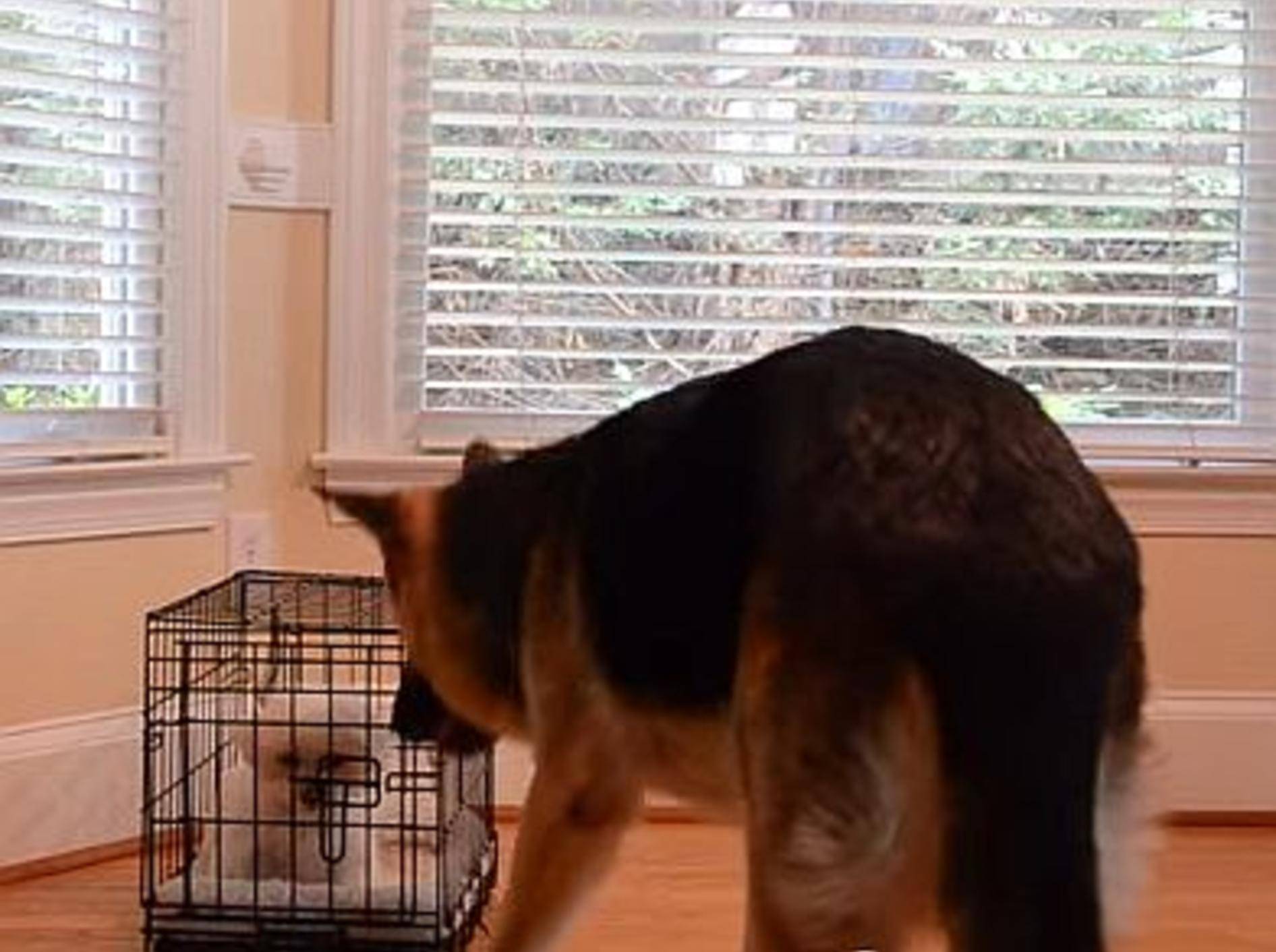 Kluger Schäferhund befreit beste Freundin – Bild: Youtube / TheJulieCaitlin