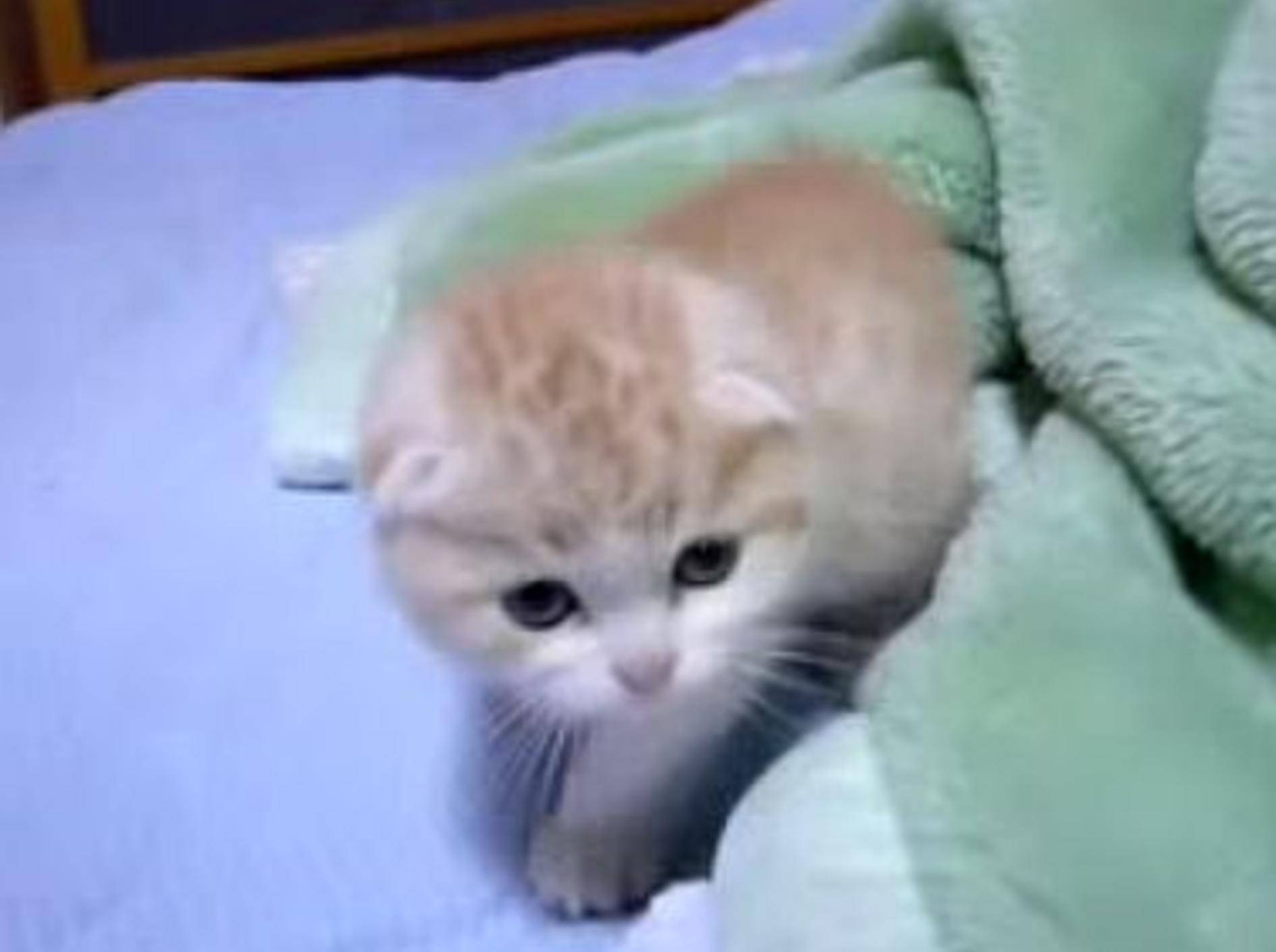 Kleines Scottish-Fold-Kätzchen – Bild: Youtube / Shi Kaka