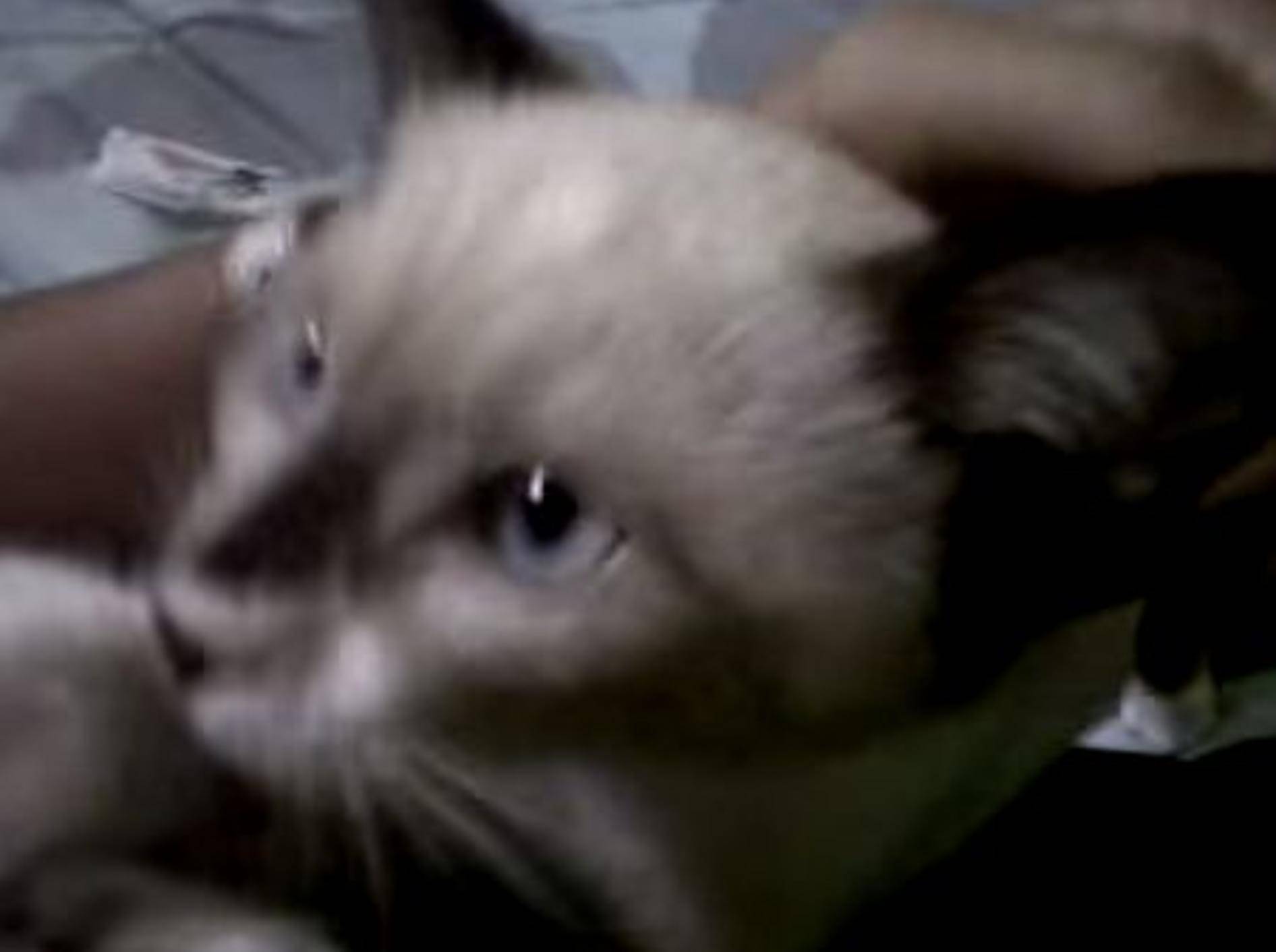 Glückliche Siam-Katze begrüßt Besitzer – Bild: Youtube / Afiqah Rahmat