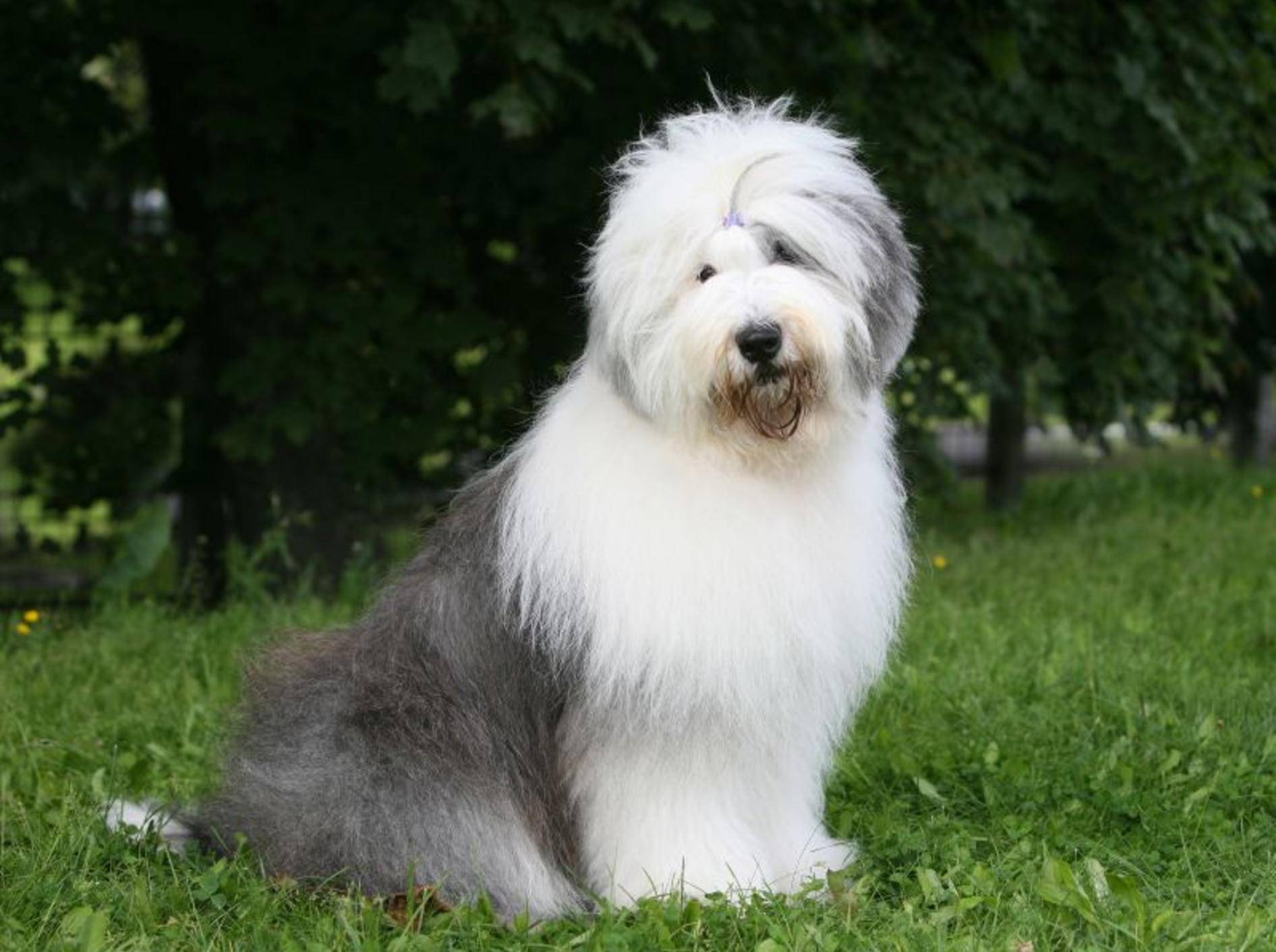 Der Bobtail ist ein gutmütiger und anhänglicher Hund – Bild: Shutterstock / Svetlana Valoueva