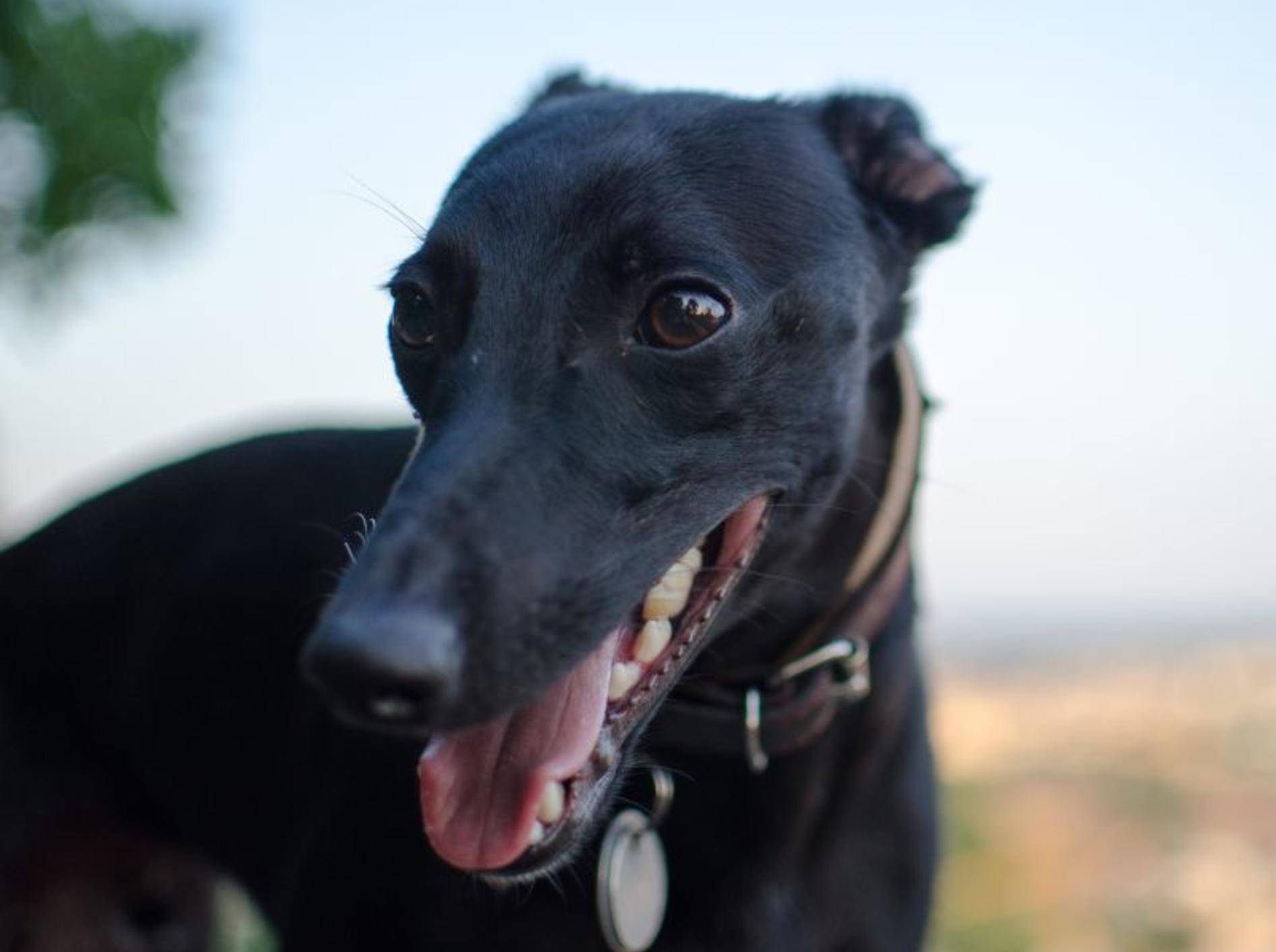 Der Whippet ist ein gelehriger und sanftmütiger Hund – Bild: Shutterstock / Jana Oudova