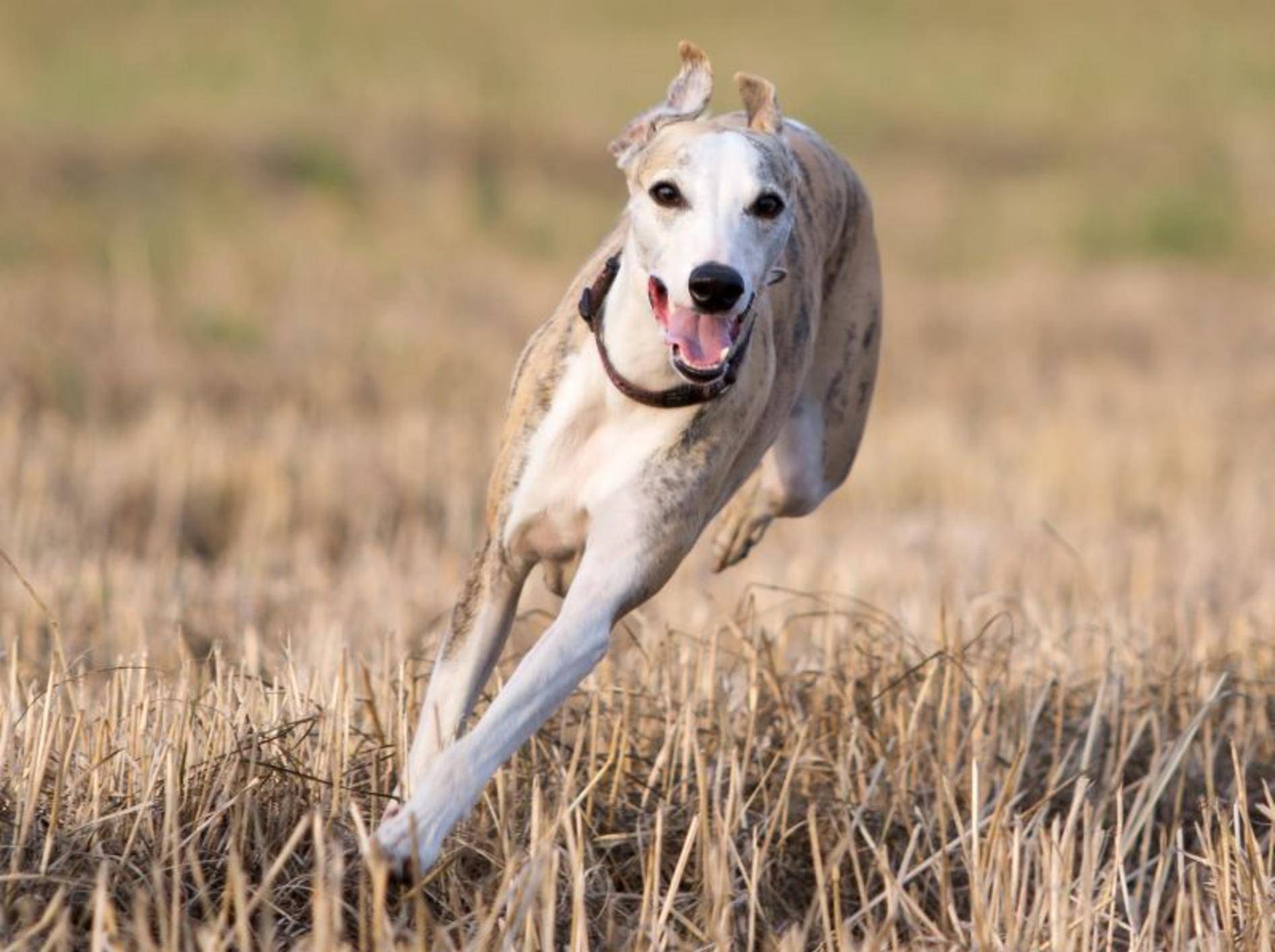 Als Windhund liebt der Whippet es, zu rennen – Bild: Shutterstock / DragoNika