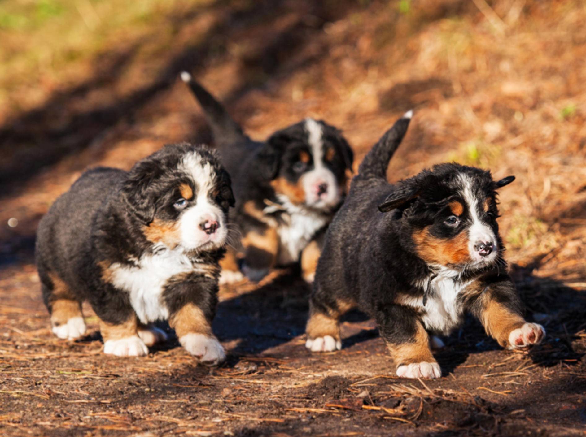 Der liebe Berner Sennenhund neigt bei der Erziehung manchmal zu Sturheit – Bild: Shutterstock / Rita Kochmarjova