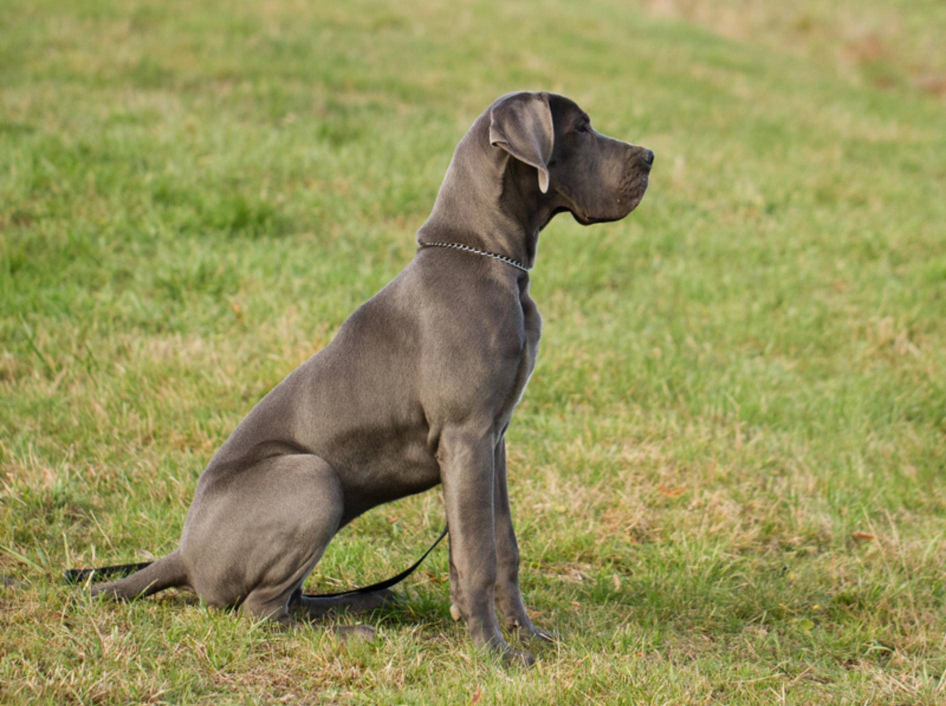 Die Erziehung einer Deutschen Dogge erfordert Expertise – Bild: Shutterstock / MF Photo
