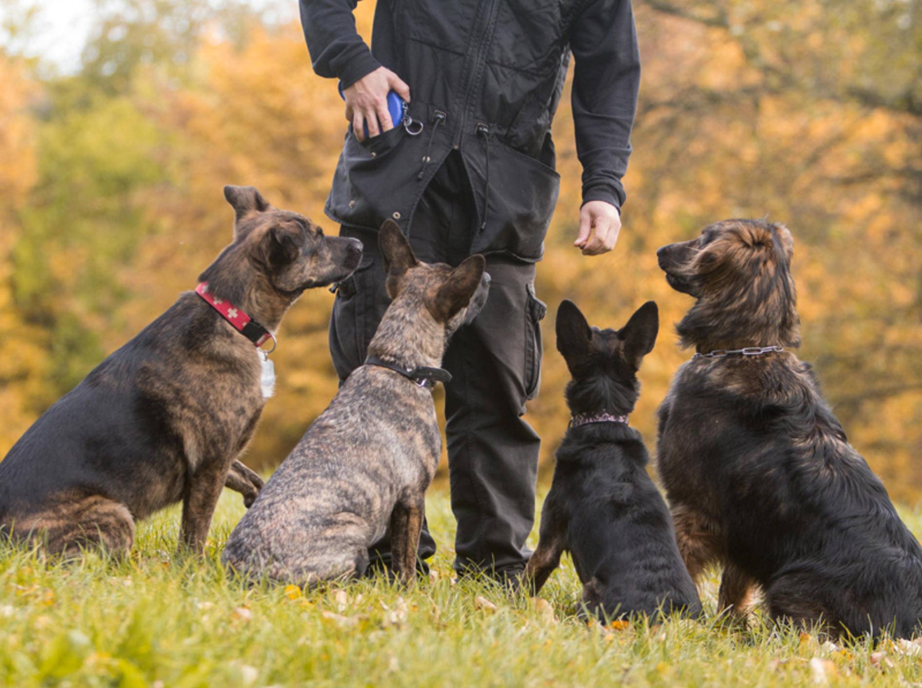 Gruppentraining in der Hundeschule ist meist die günstigste Variante – Bild: Shutterstock / Hysteria