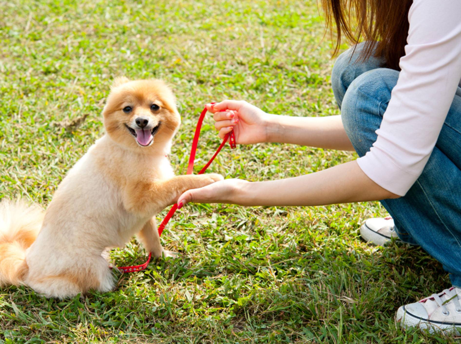 Haben Sie nicht zu hohe Leistungserwartungen an den ersten Besuch in der Hundeschule – Bild: Shutterstock / takayuki