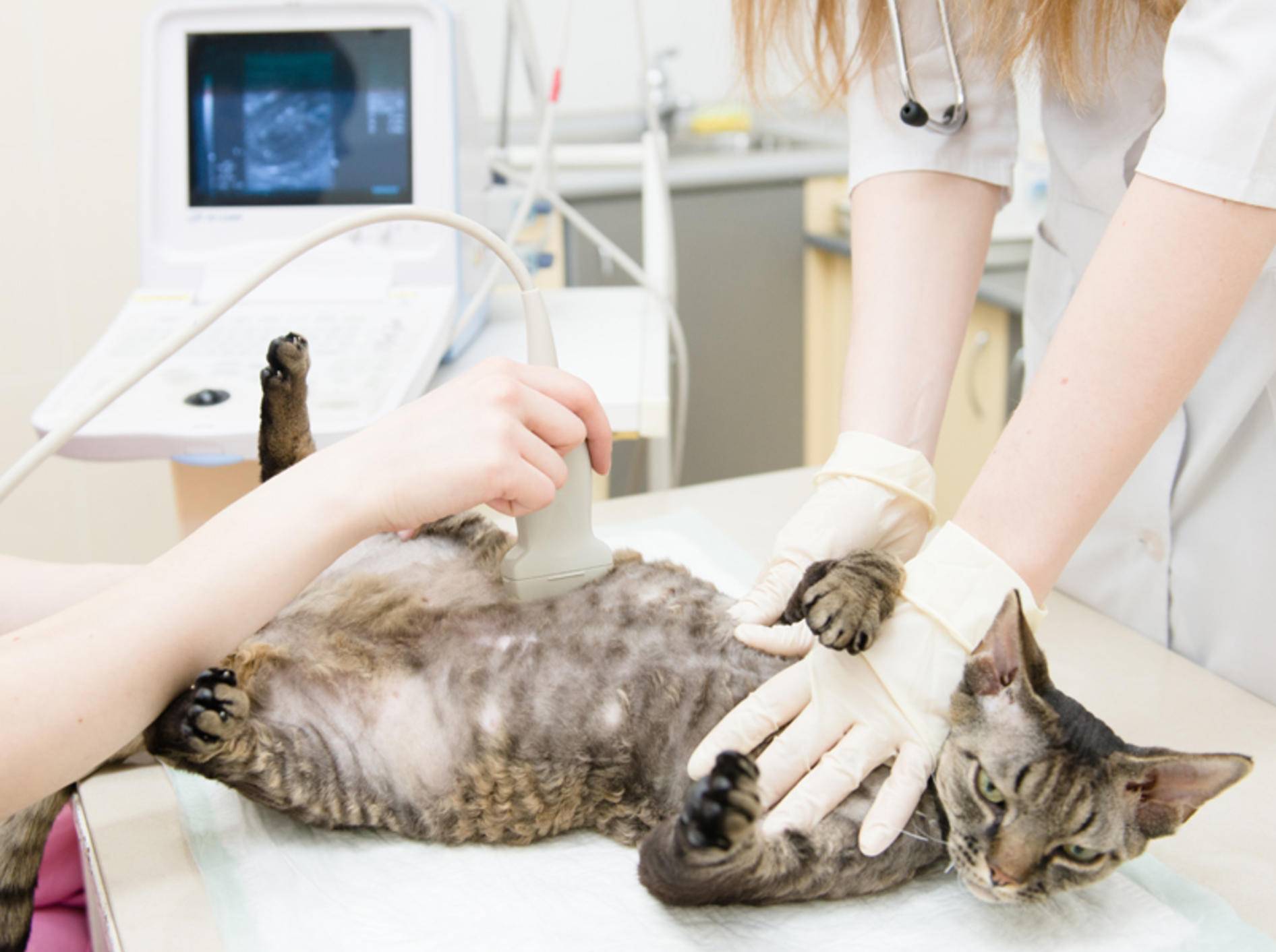 Um sicher erkennen zu können, ob eine Katze trächtig ist, verwendet der Tierarzt einen Ultraschall – Bild: Shutterstock / Ermolaev Alexander