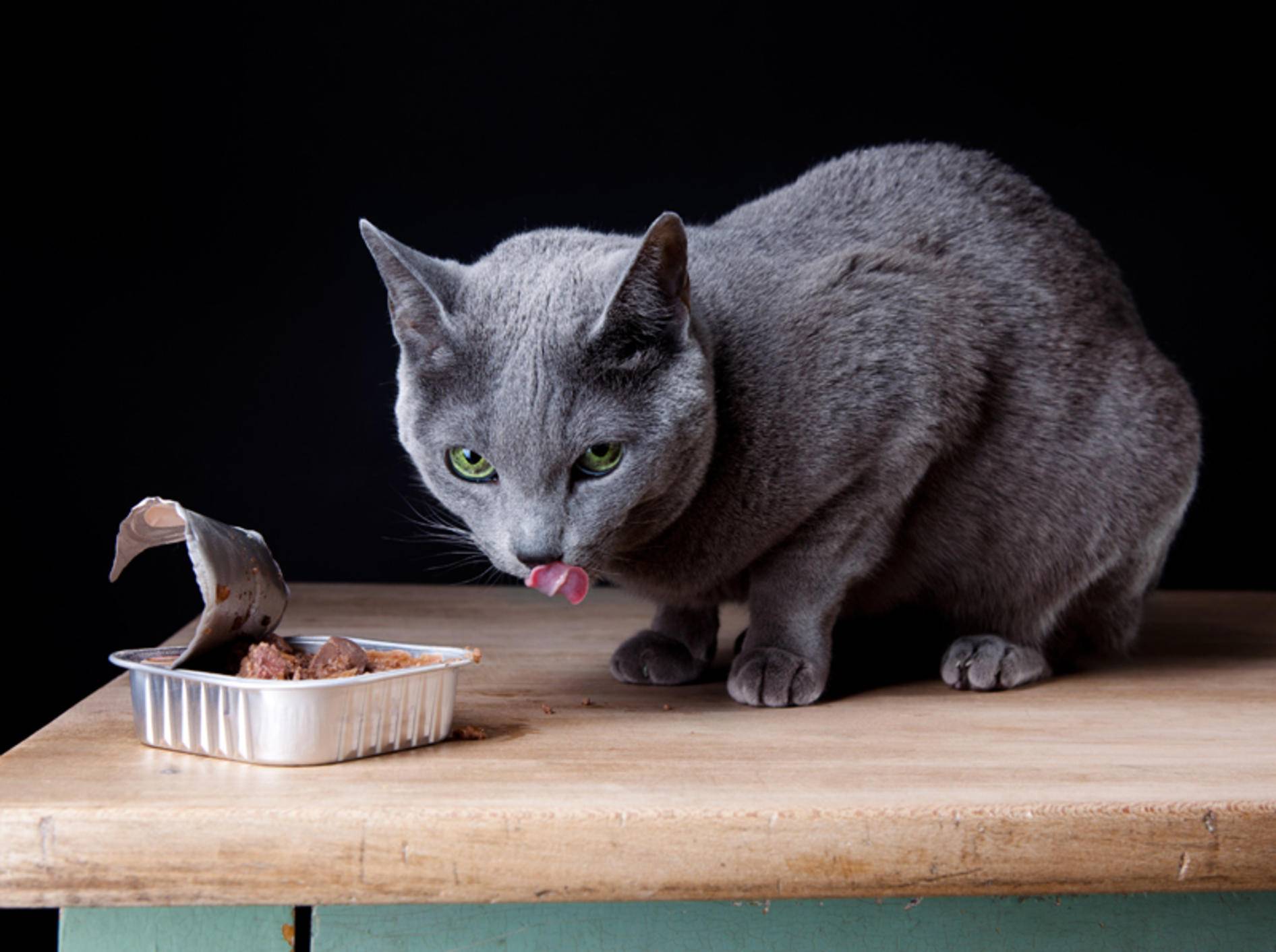 Viermal Katzenfutter – ganz ohne Tierversuche hergestellt – Bild: Shutterstock / Nailia Schwarz