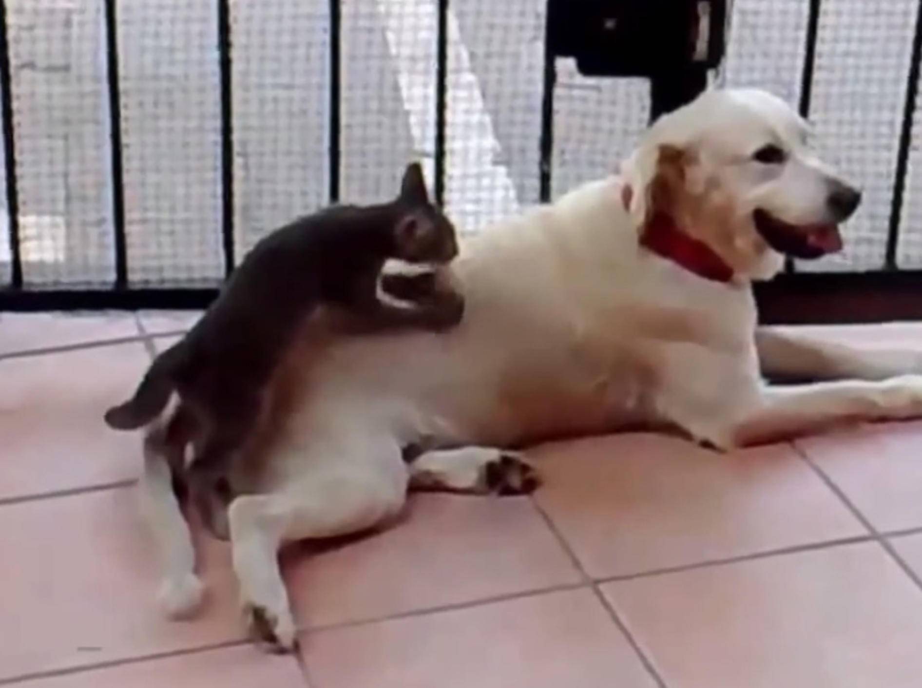 Wellnessalarm: Liebe Katze massiert Labrador – Bild: Youtube / Monituist
