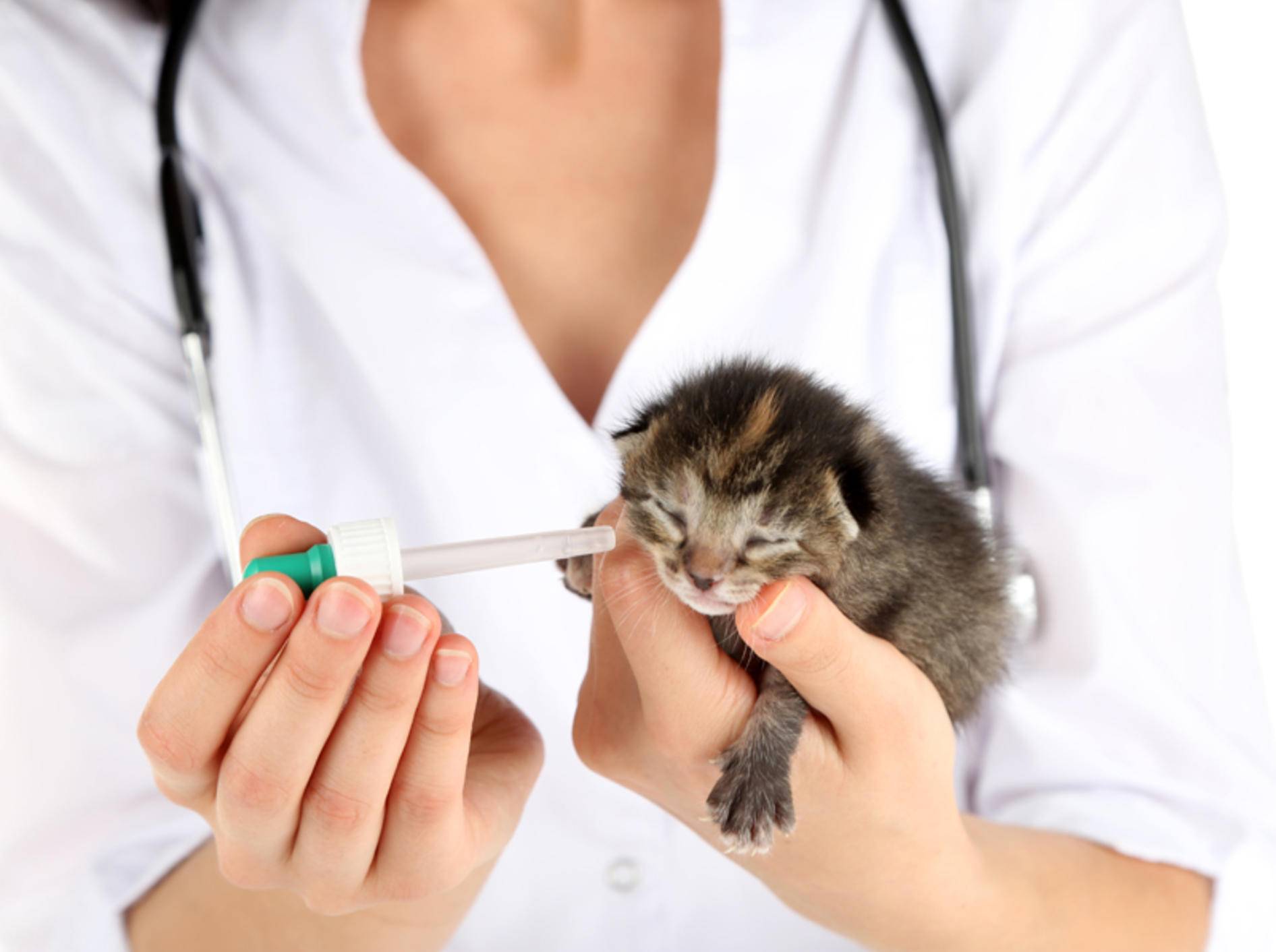 Kitten sind oft besonders anfällig für Krankheiten – Bild: Shutterstock / Africa Studio