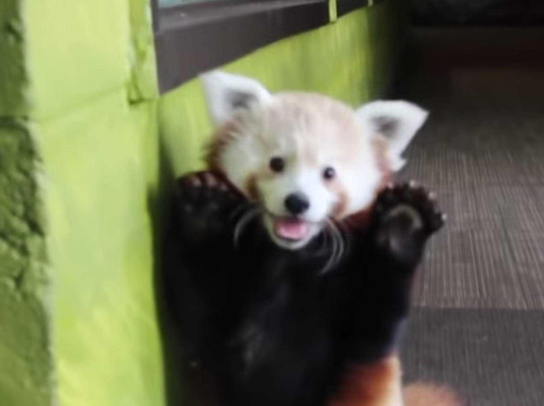 Roter Panda Lincoln auf Entdeckungstour – Bild: Youtube / henri tecce