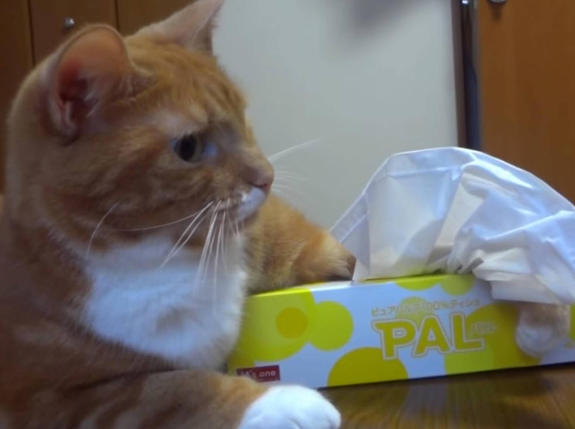 Freche Katze: "Hey, das sind meine Taschentücher!" – Bild: Youtube / FESTA0511