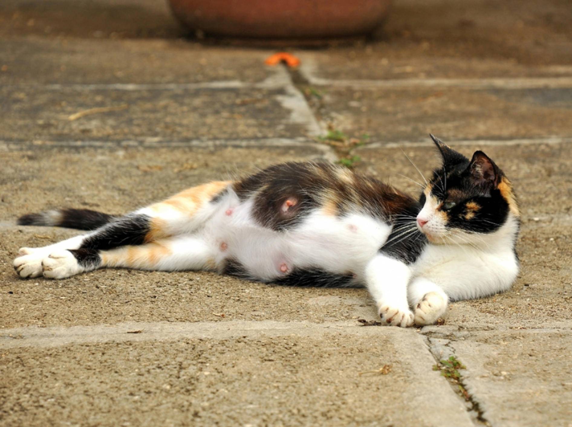 Беременная трехцветная кошка