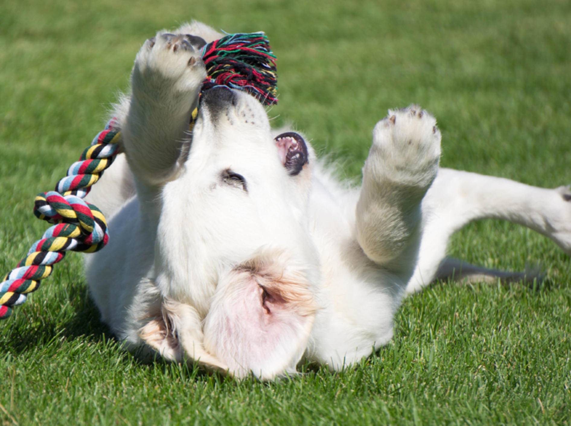 Vier tolle Spielzeugideen mit Tau für Hunde – Bild: Shutterstock / Erkki Alvenmod
