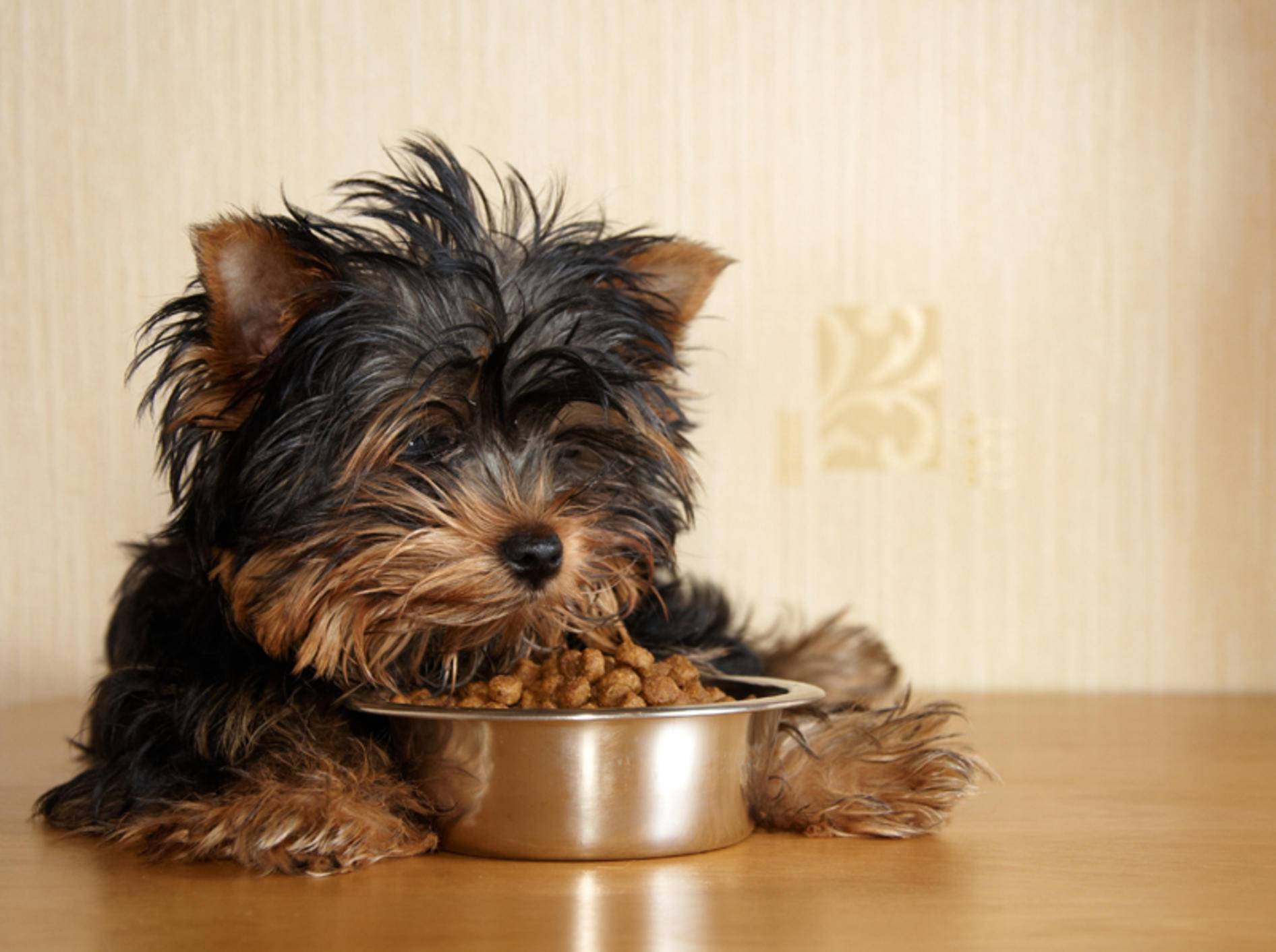 Vier Sorten Hundefutter – ohne Tierversuche – Bild: Shutterstock / Scorpp