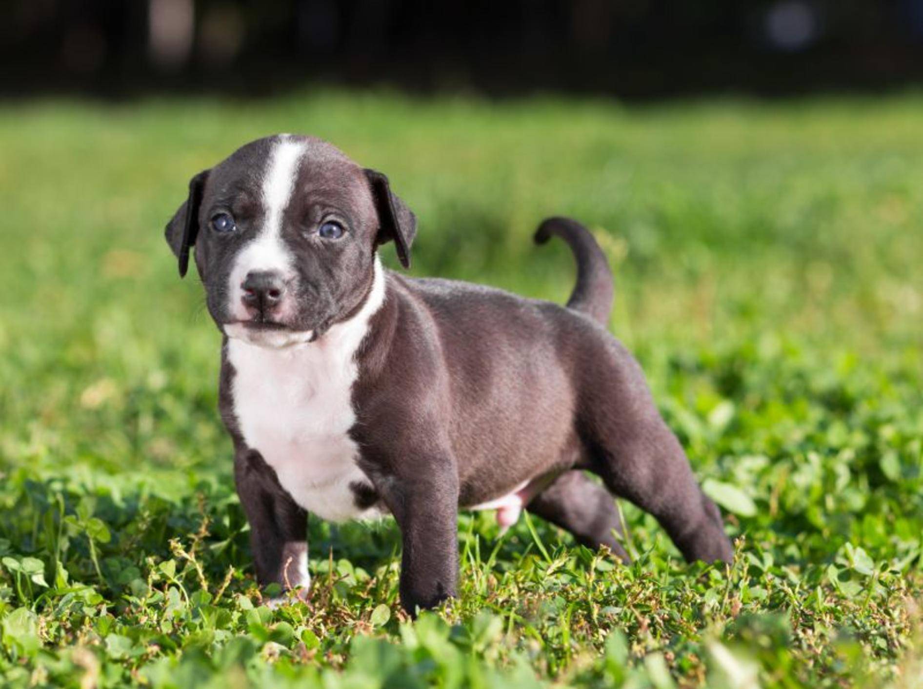 Erziehung des American Staffordshire Terrier: Los geht's im Welpenalter – Bild: Shutterstock / Sergey Lavrentev