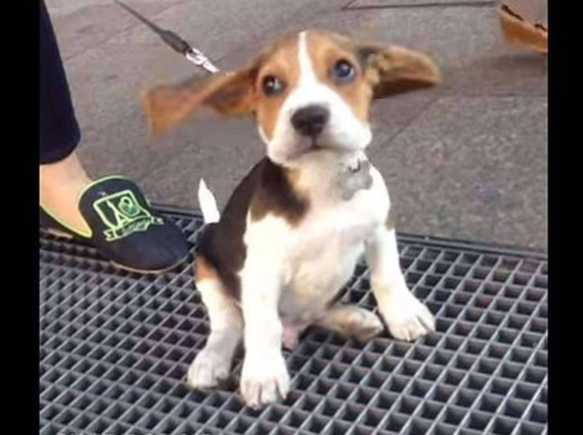 Süßer Beagle: "Och Menno, dieser Wind ..." – Bild: Youtube / MJthe Beagle