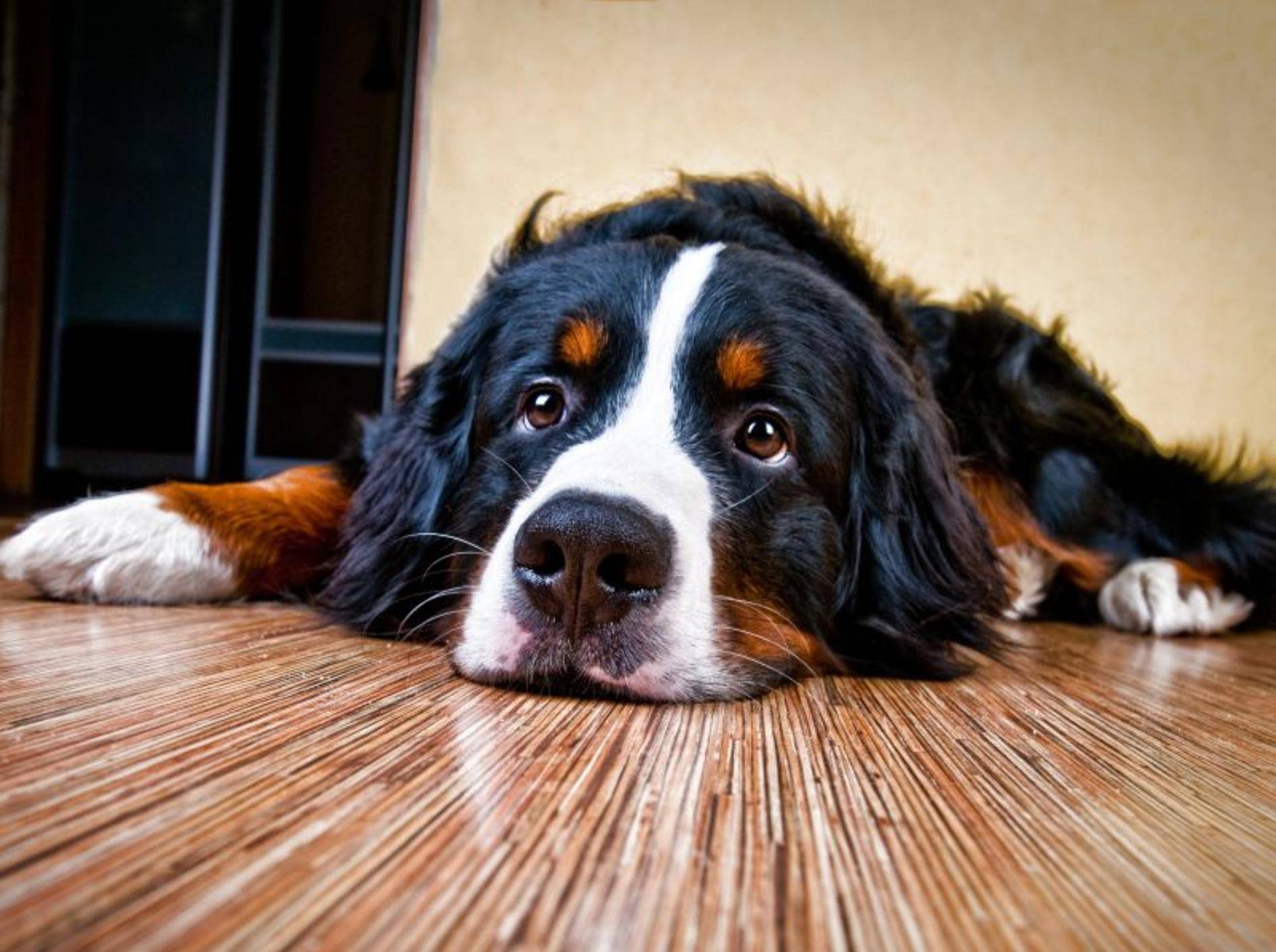 Ein erkälteter Hund wirkt meist lustlos und müde – Bild: Shutterstock / LovelyColorPhoto