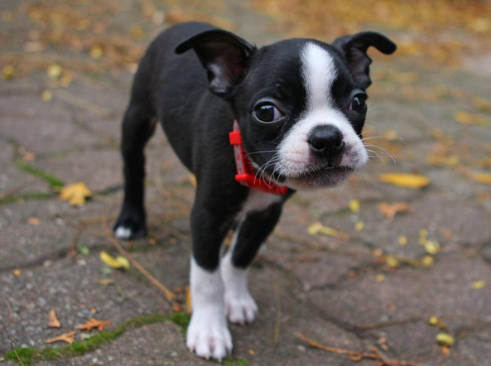 Der Boston Terrier ist eine treue Seele – Bild: Shutterstock / Ron Rowan Photography