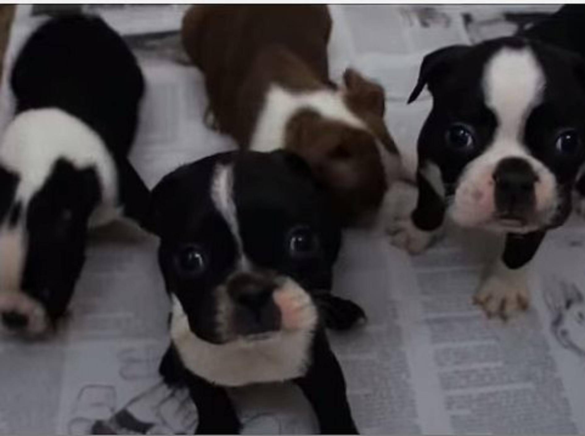 Wie süß: Ein paar Baby-Boston-Terrier – Bild: Youtube / Vigo Renteria