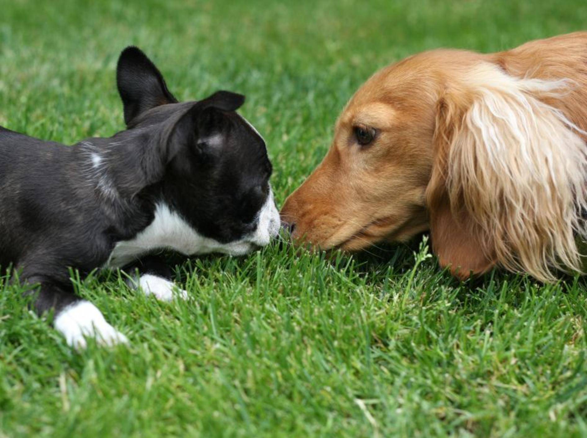 Wichtig für die Erziehung des Boston Terriers: Die gute Sozialisierung – Bild: Shutterstock / Hannamariah