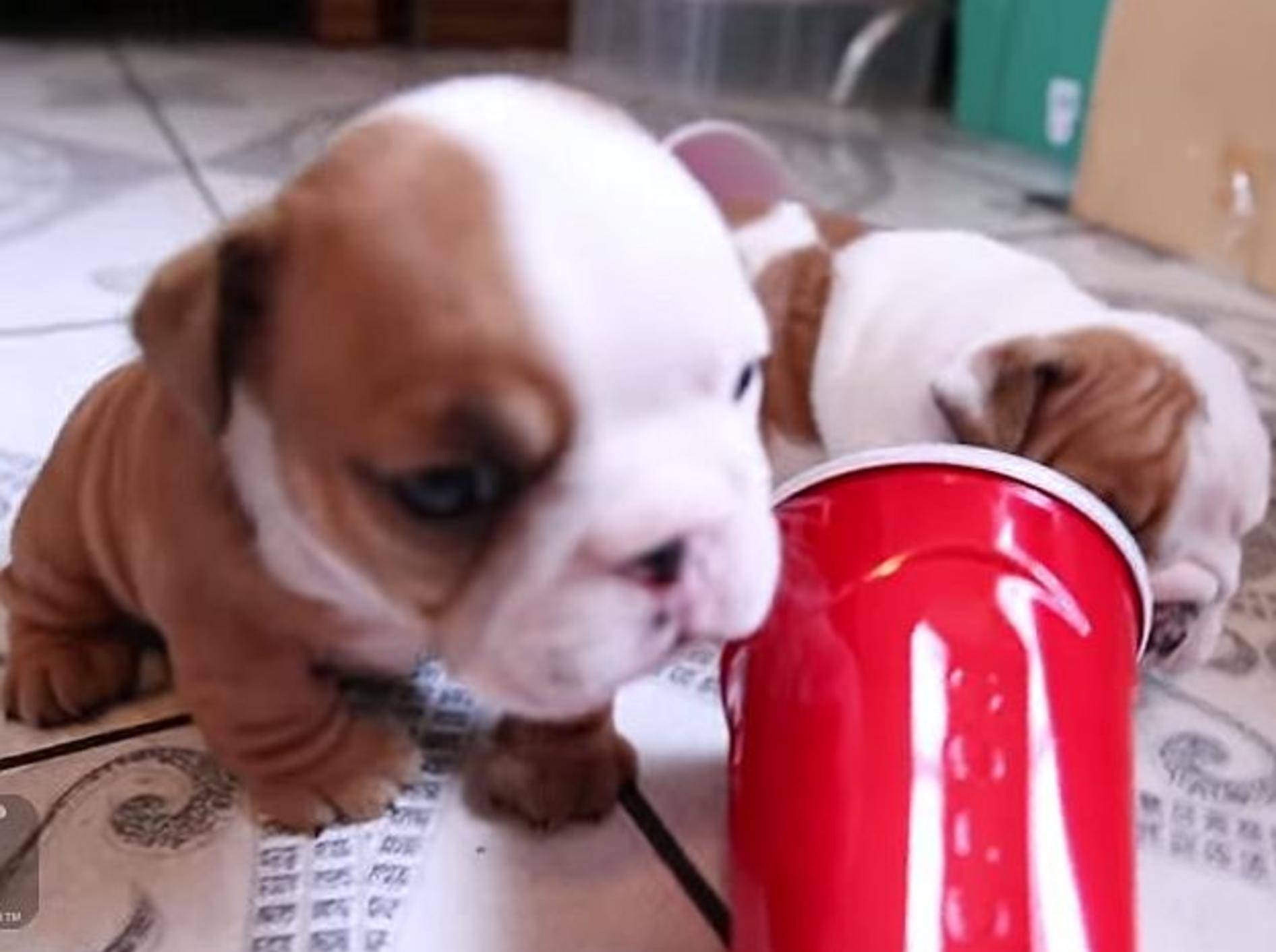 Englische Bulldoggen: So süß sind die Welpen – Bild: Youtube / The Pet Collective