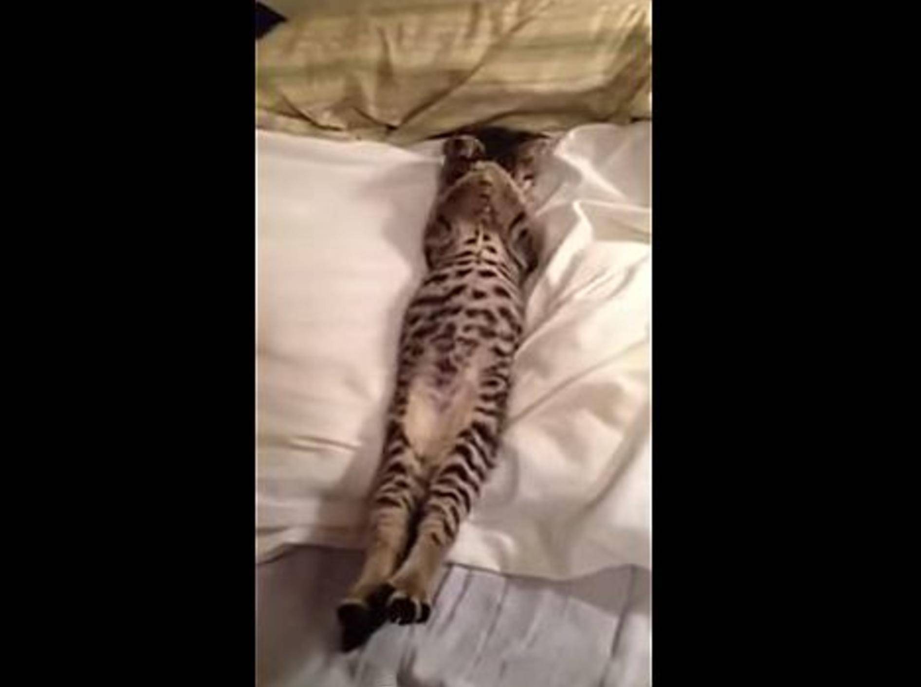 Putziges Tigerkätzchen: "Ich bin noch sooo müde!" – Bild: Youtube / Lyncia De Mulder
