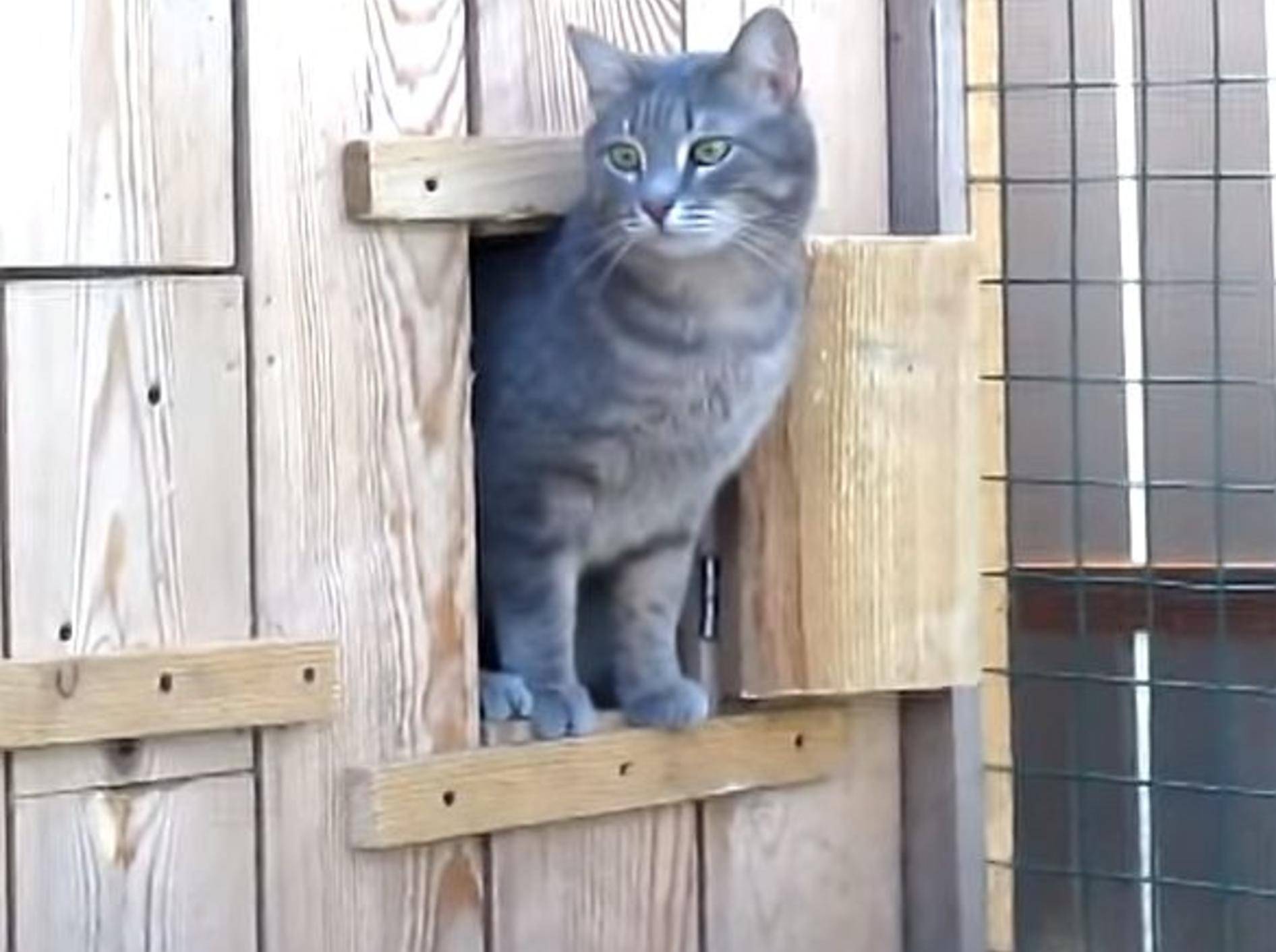 Süße kleine Katzenüberraschung – Bild: Youtube / ignoramusky