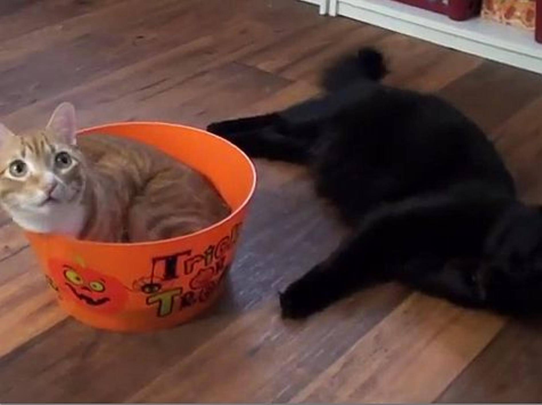 Halloween mit Cole und Marmalade – Bild: Youtube / Cole and Marmalade