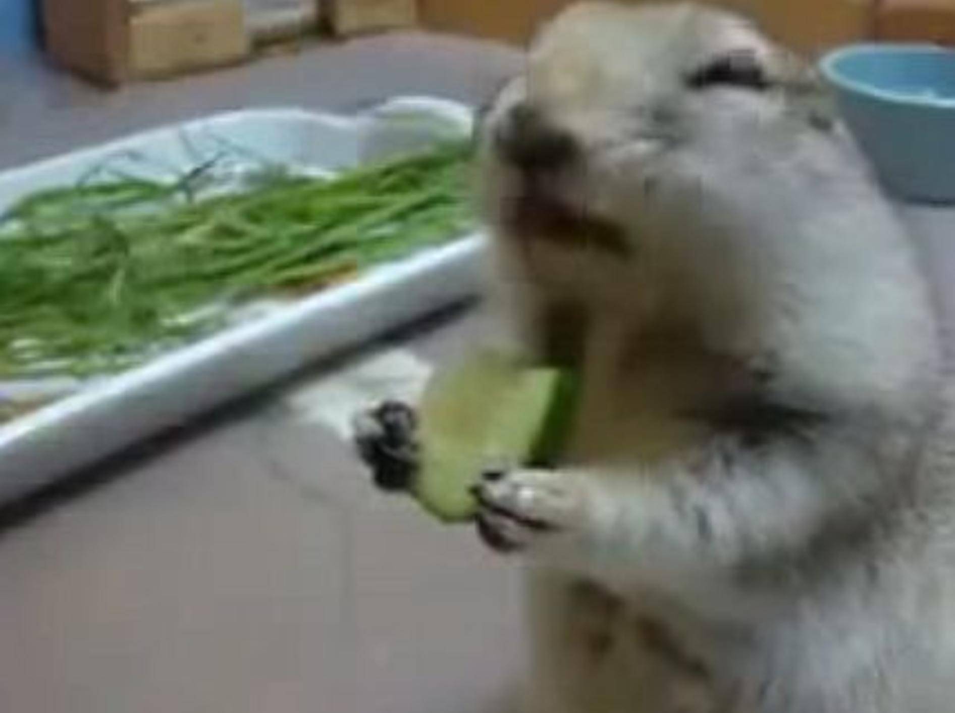 Putziges Hörnchen: Lecker, Gurke! – Bild: Youtube / funnyvideos215