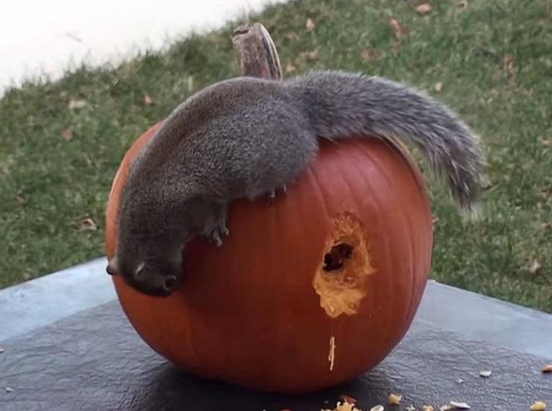 Halloween-Kürbis basteln mit einem Hörnchen – Bild: Youtube / CutiesNFuzzies