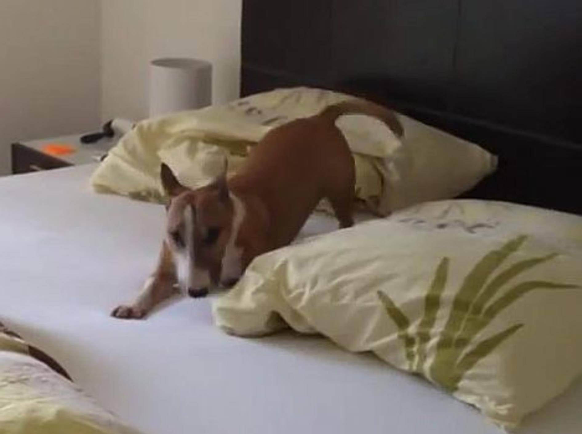 Hund entdeckt: „Auf Betten hüpfen macht Spaß!“ – Bild: Youtube / Madeleine Brook