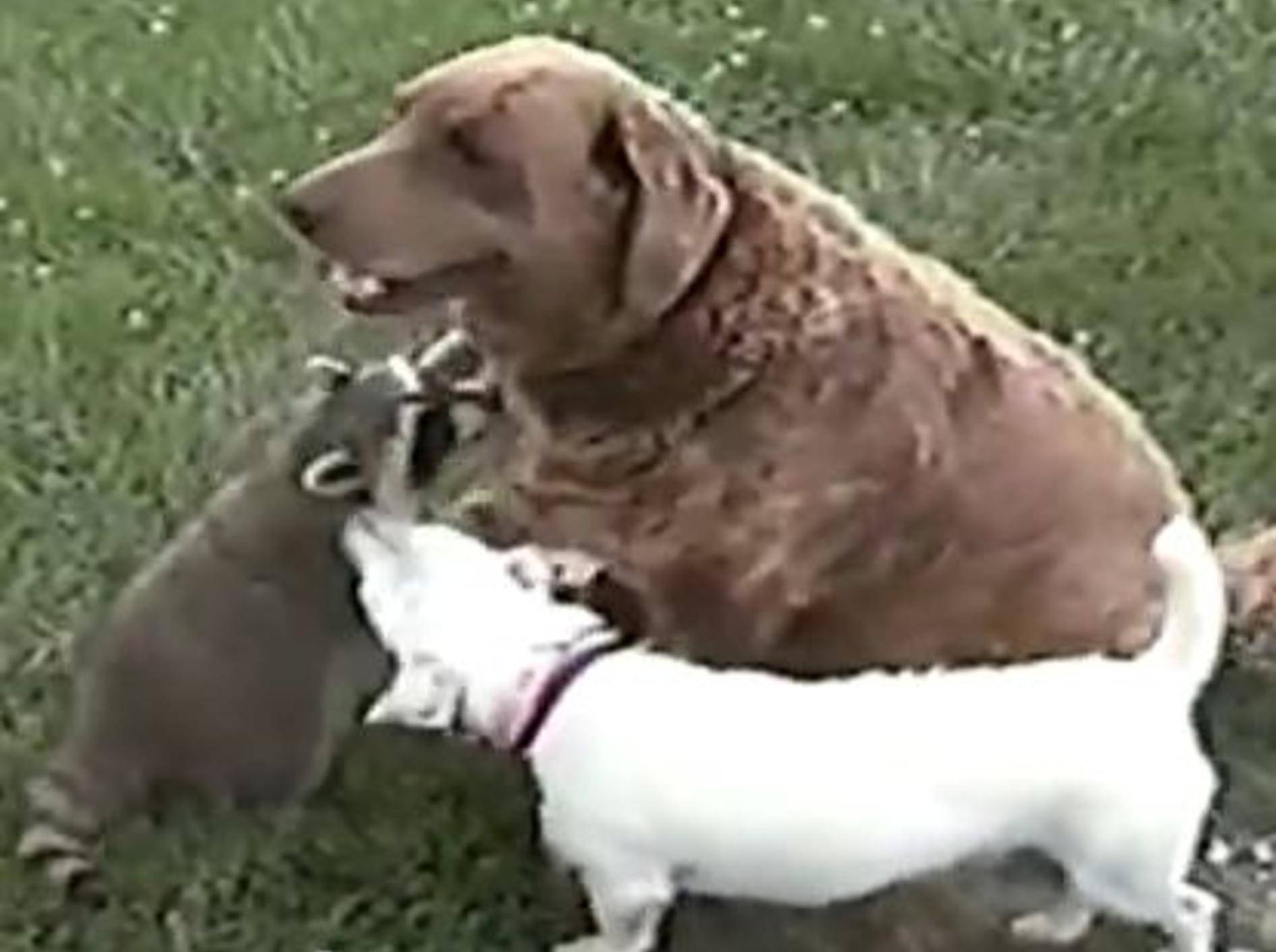 Süßer Waschbär: Ich liebe Hunde! – Bild: Youtube / AFV Animals