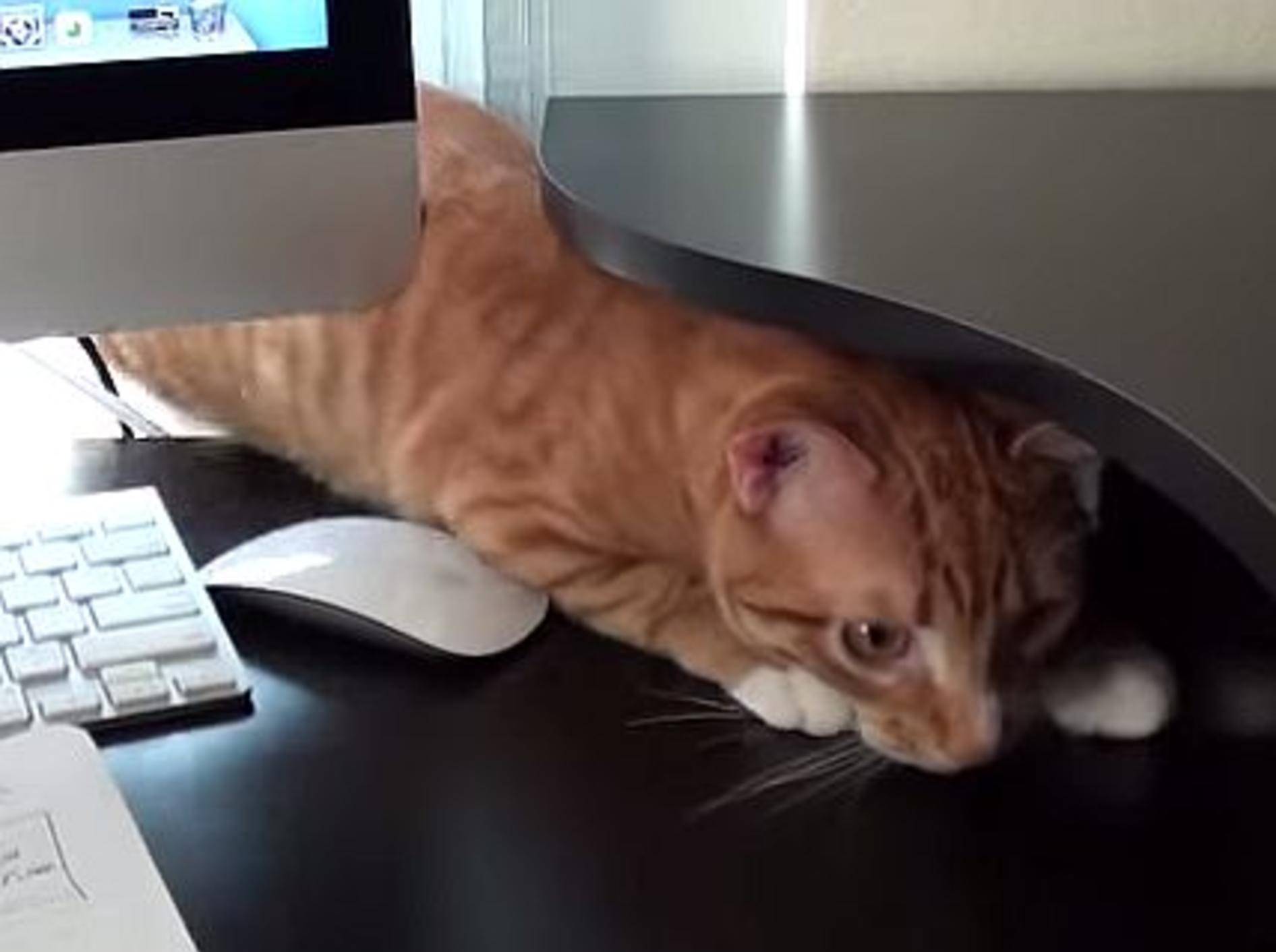 Wenn Katzen bei der Arbeit "helfen" – Bild: Youtube / Cole and Marmalade